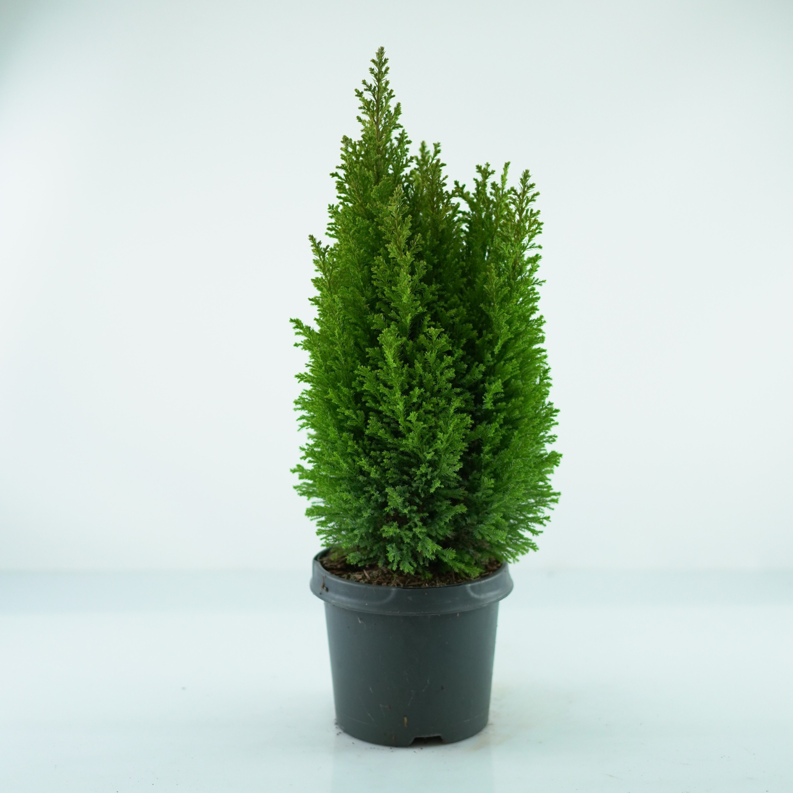 CHAMAECYPARIS LAWSONIANA 'ELLWOODII GOLD' Cyprysik Lawsona