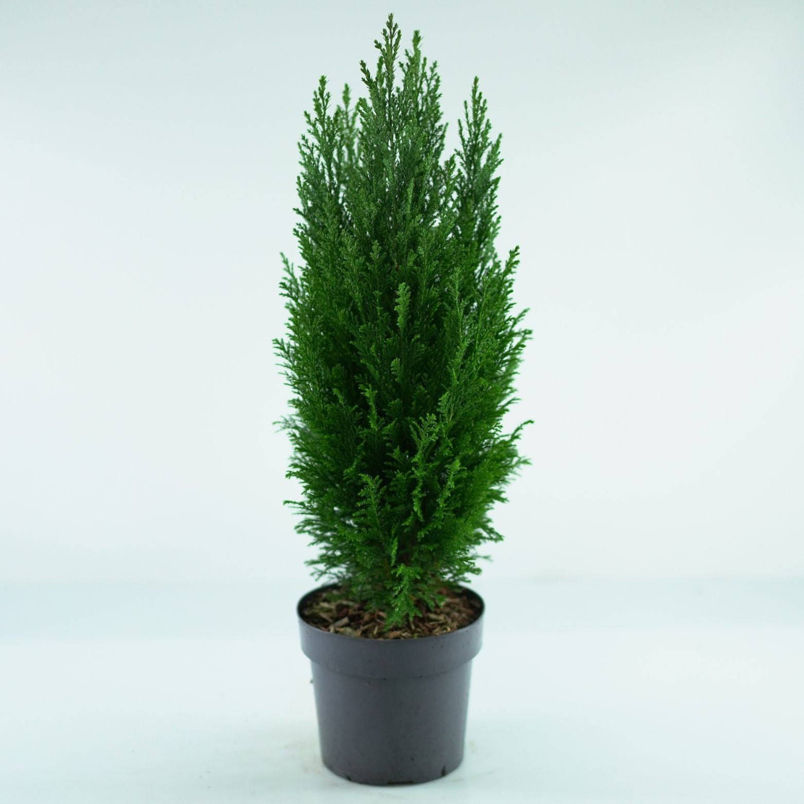 CHAMAECYPARIS LAWSONIANA ‘Ellwoodii’ Cyprysik Lawsona
