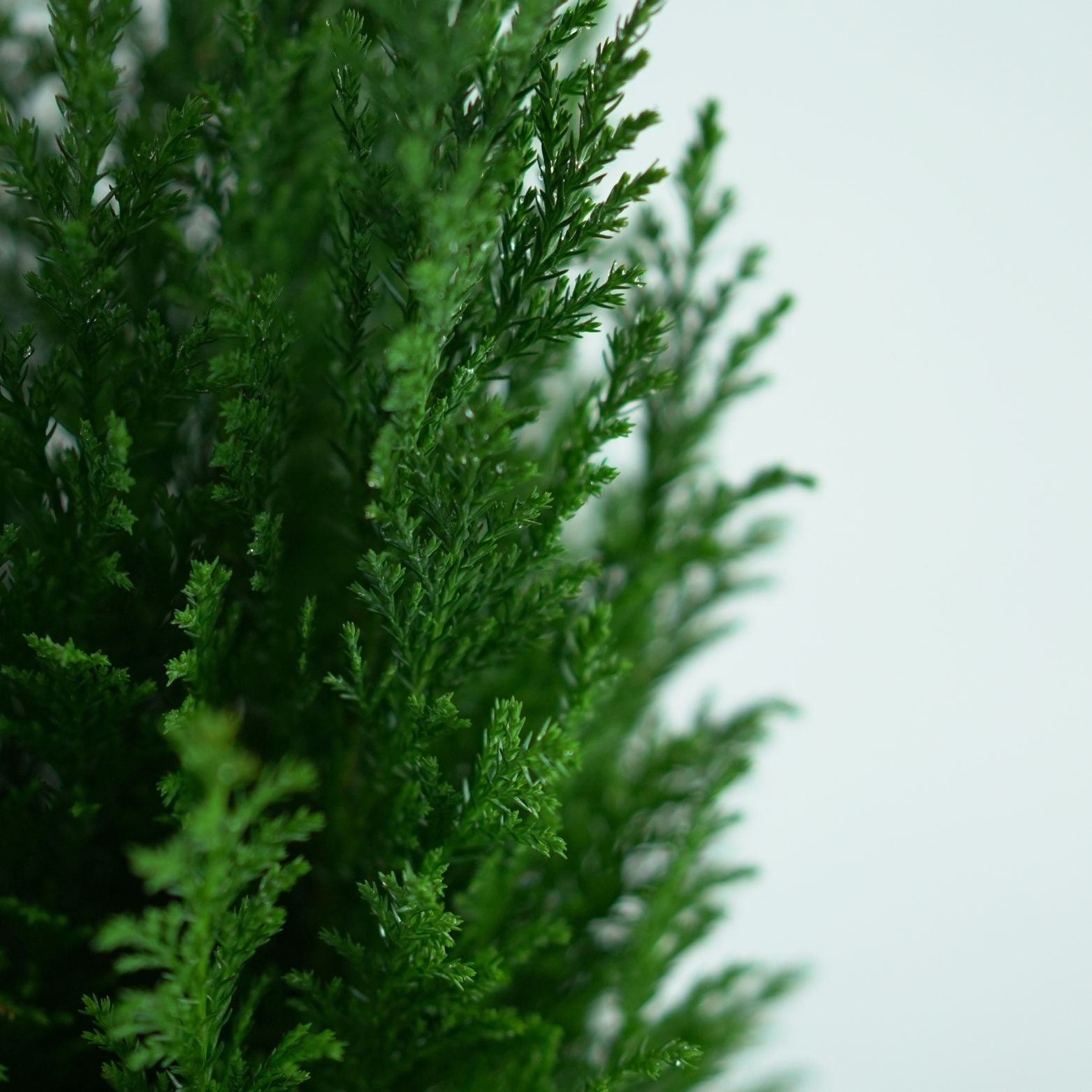 CHAMAECYPARIS LAWSONIANA ‘Ellwoodii’ Cyprysik Lawsona