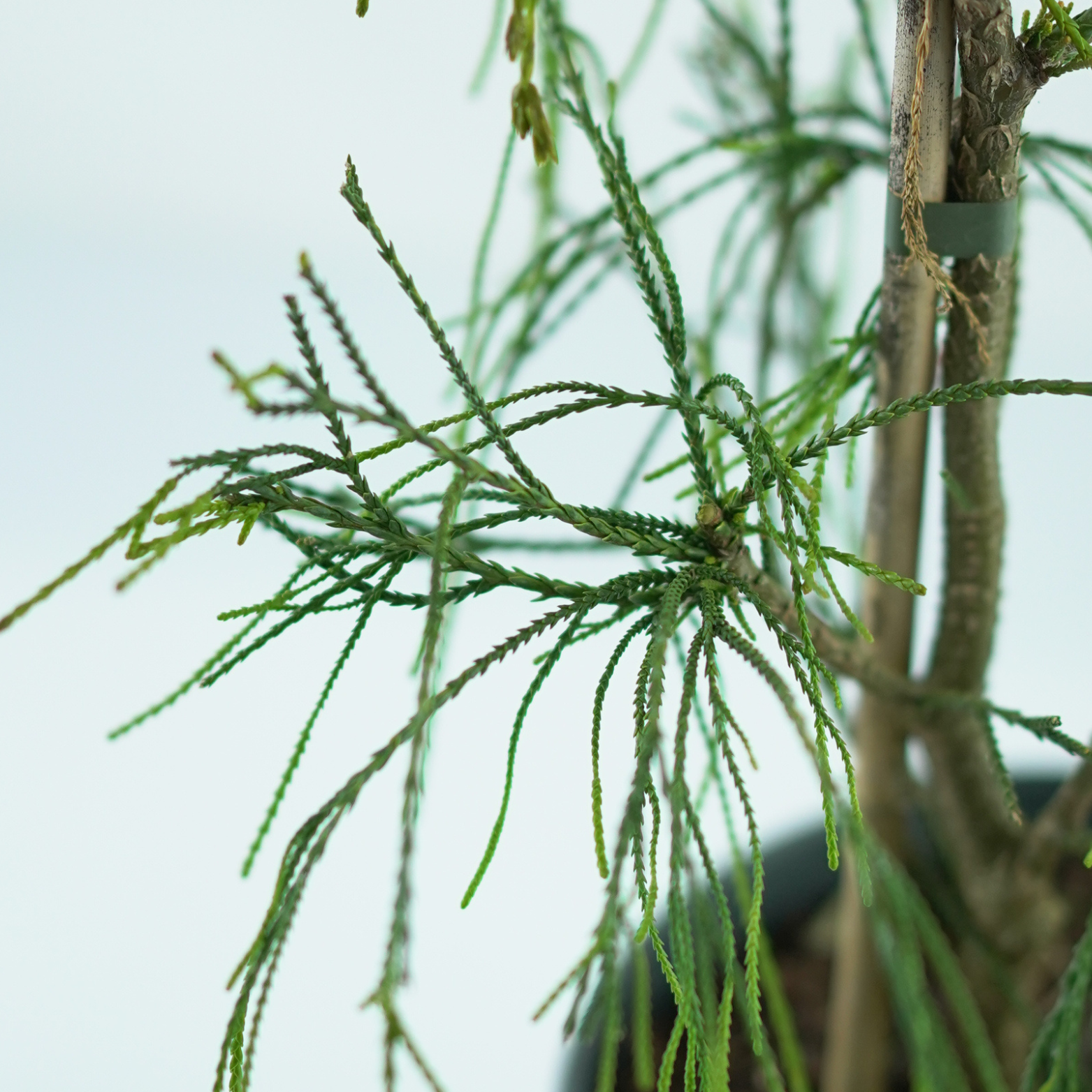 CHAMAECYPARIS LAWSONIANA 'GOLDEN SPRINKLERS' Cyprysik Lawsona