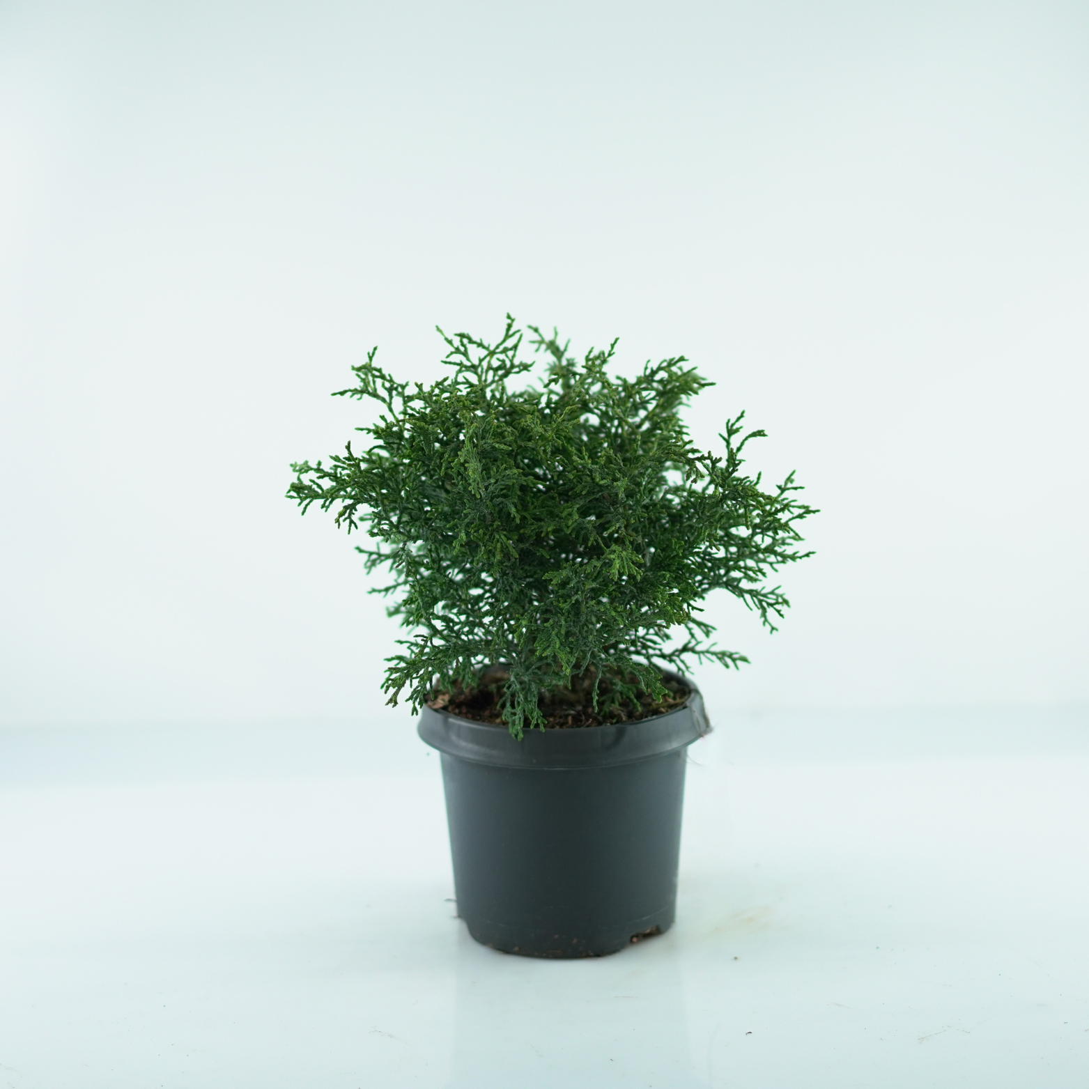 CHAMAECYPARIS LAWSONIANA 'LYCOPODIOIDES' Cyprysik Lawsona