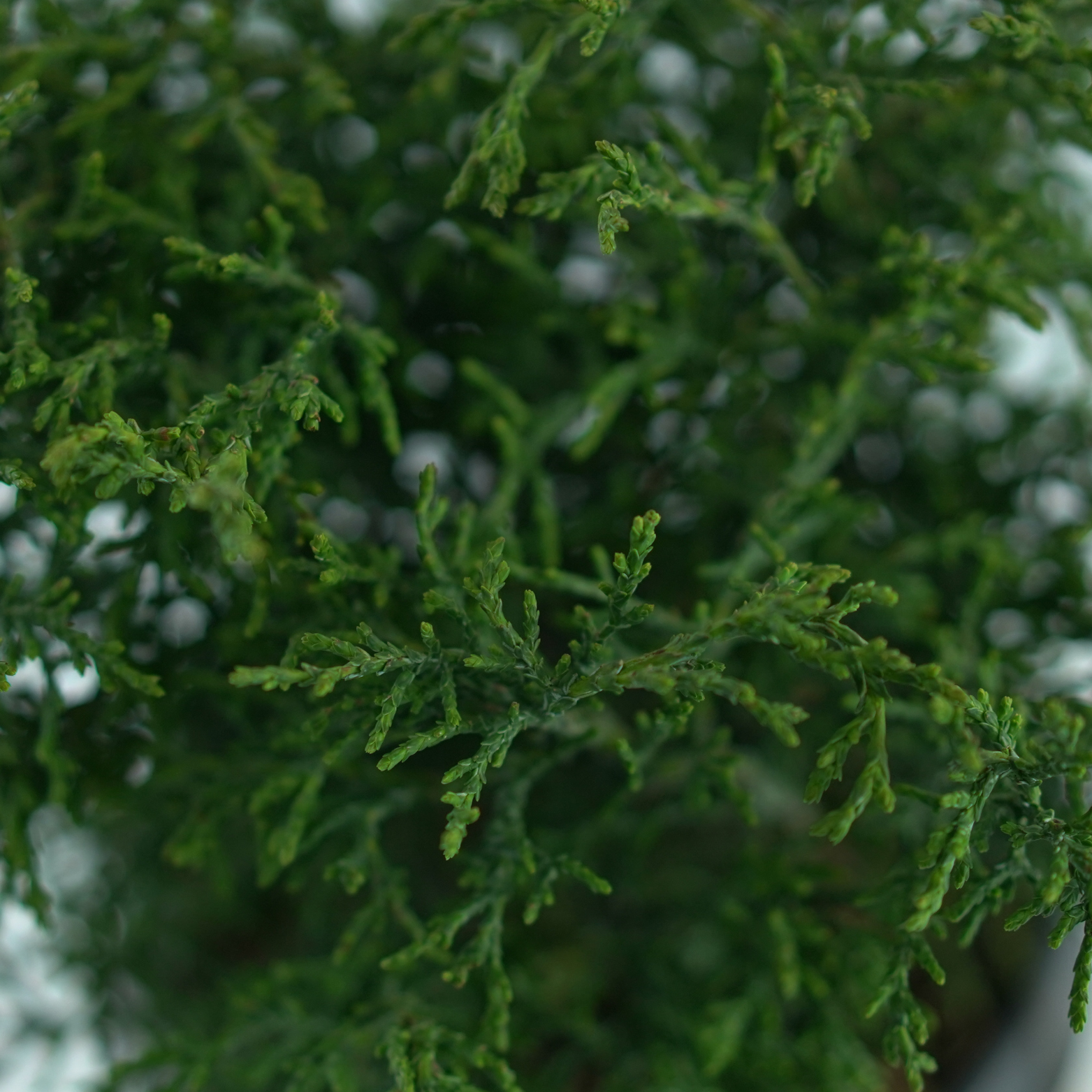 CHAMAECYPARIS LAWSONIANA 'LYCOPODIOIDES' Cyprysik Lawsona
