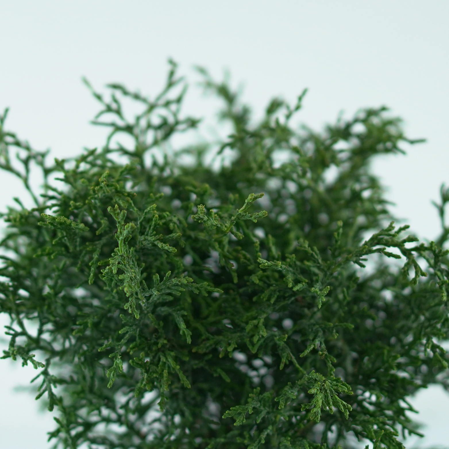 CHAMAECYPARIS LAWSONIANA 'LYCOPODIOIDES' Cyprysik Lawsona