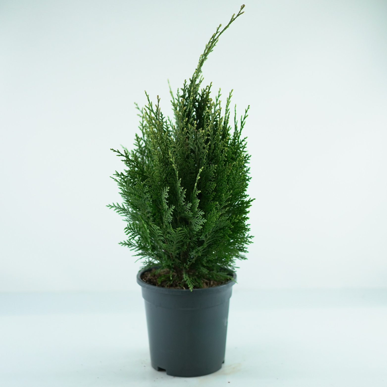 CHAMAECYPARIS LAWSONIANA 'WHITE SPOT' Cyprysik Lawsona