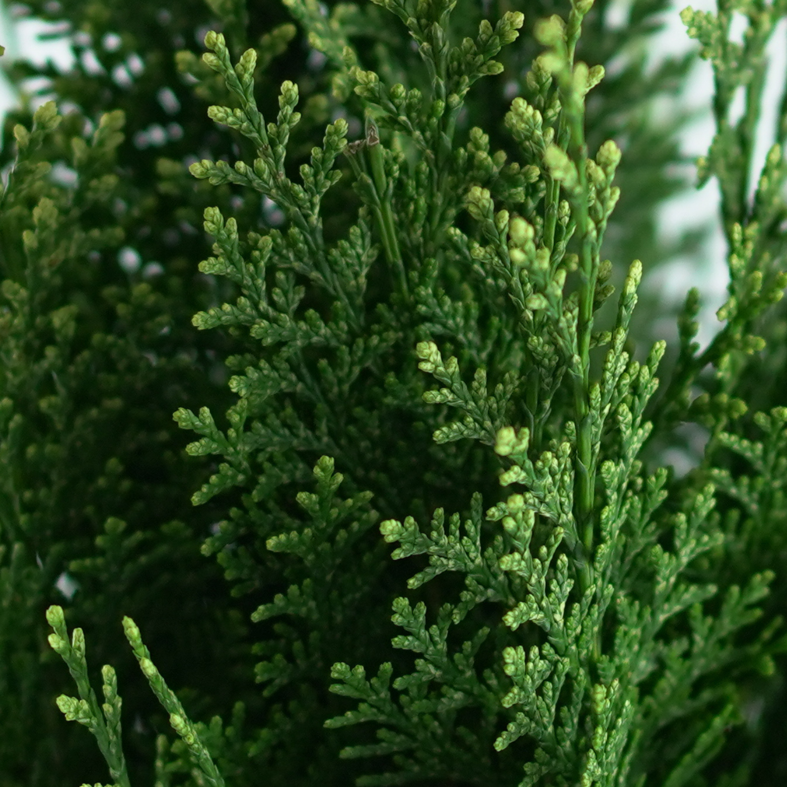 CHAMAECYPARIS LAWSONIANA 'WHITE SPOT' Cyprysik Lawsona