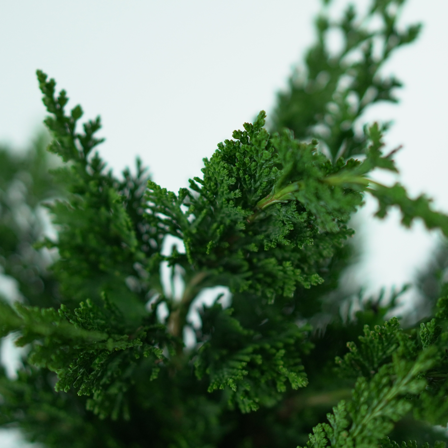 CHAMAECYPARIS LAWSONIANA 'WISSEL'S SAGUARO' Cyprysik Lawsona