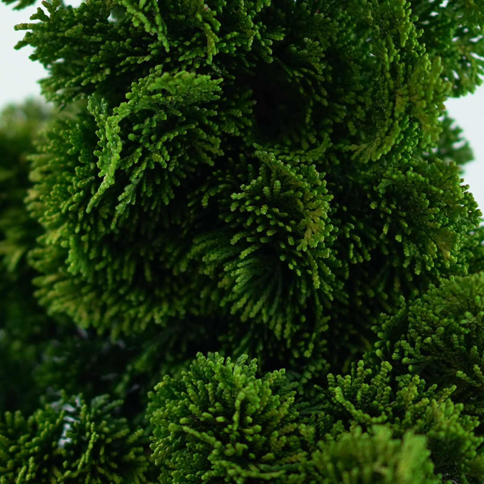 CHAMAECYPARIS OBTUSA 'NANA AUREA' Cyprysik