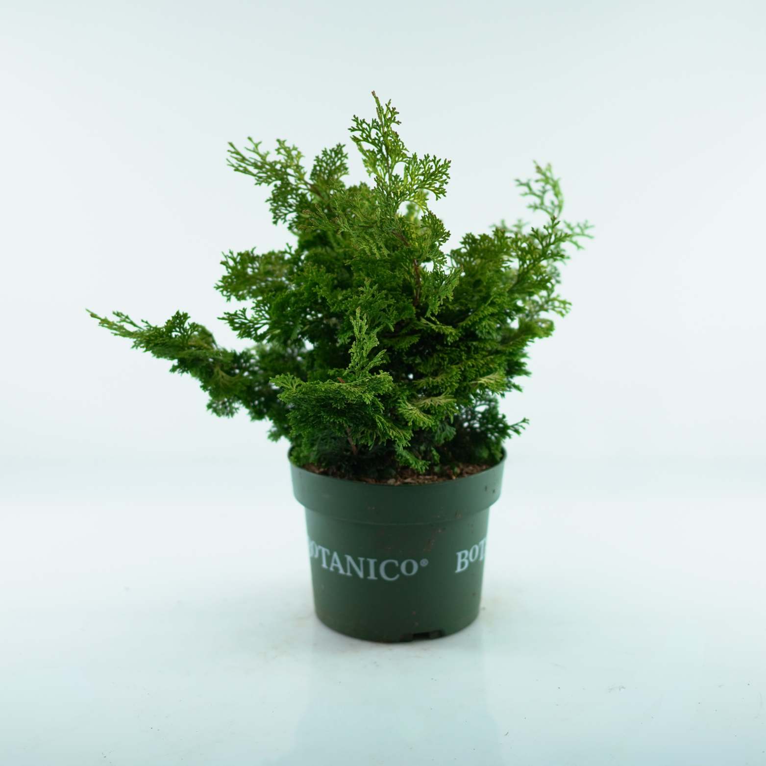 CHAMAECYPARIS OBTUSA 'RASHAHIBA' Cyprysik