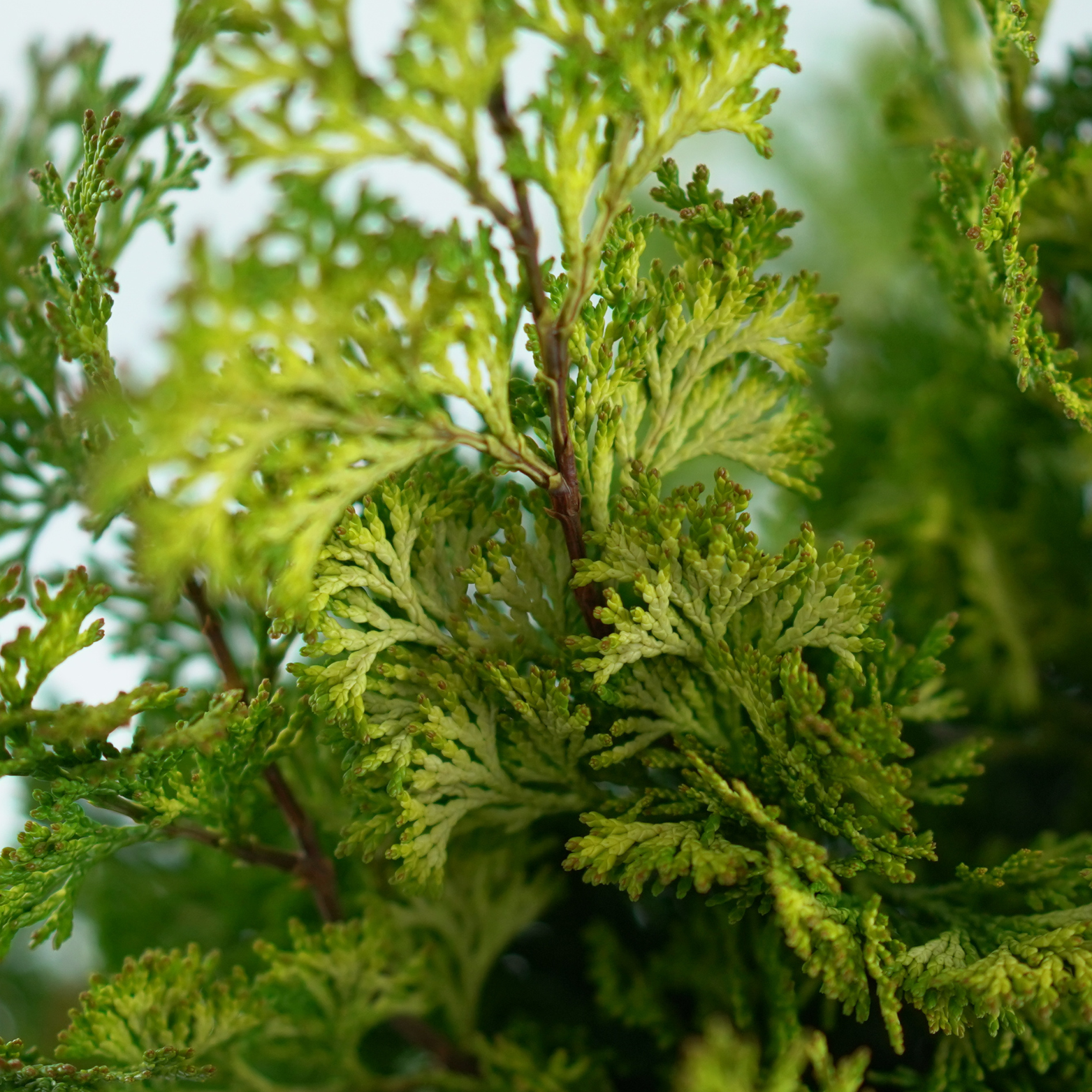 CHAMAECYPARIS OBTUSA 'RASHAHIBA' Cyprysik