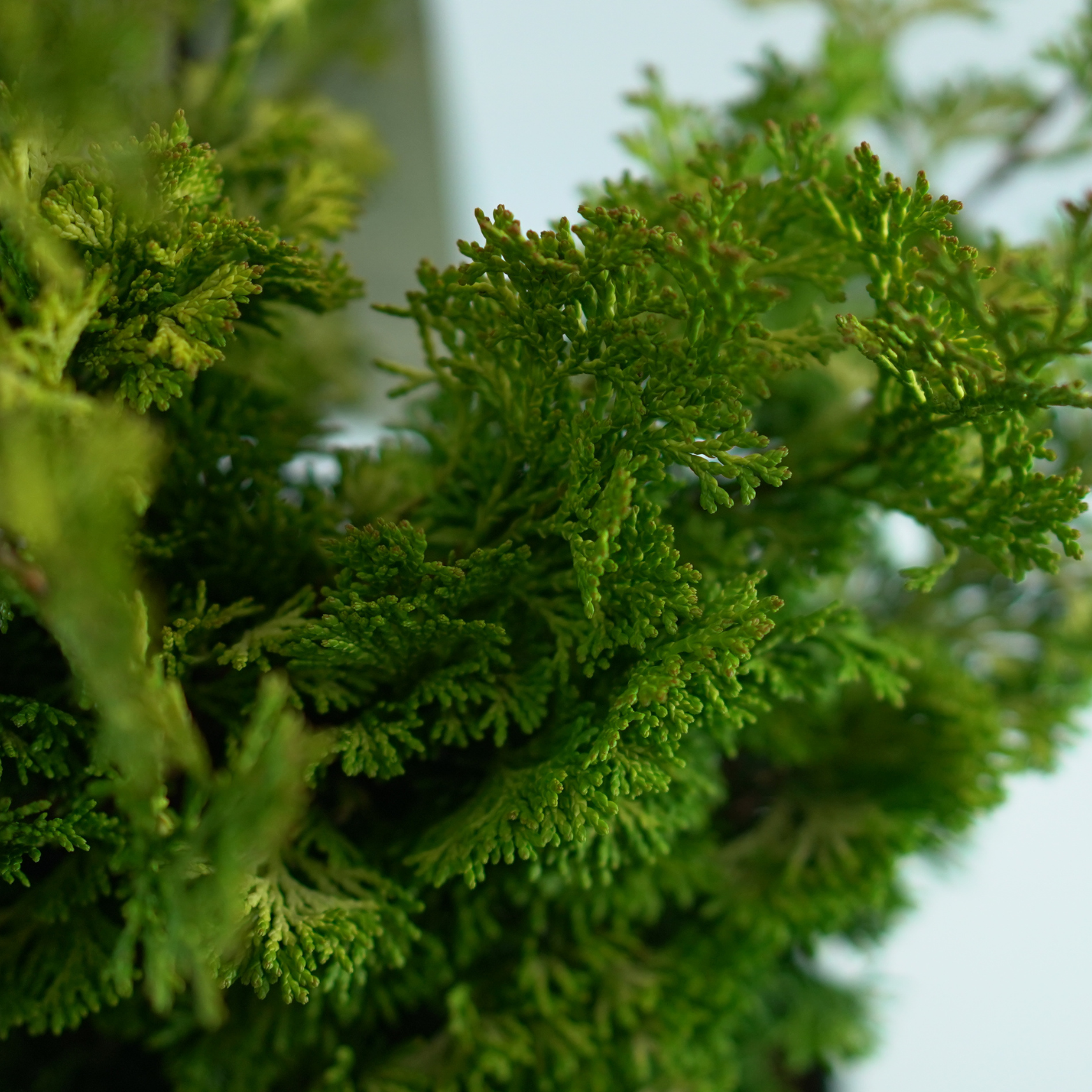 CHAMAECYPARIS OBTUSA 'RASHAHIBA' Cyprysik