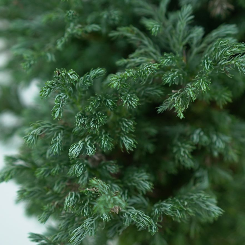 CHAMAECYPARIS PISIFERA 'BOULEVARD' Cyprysik