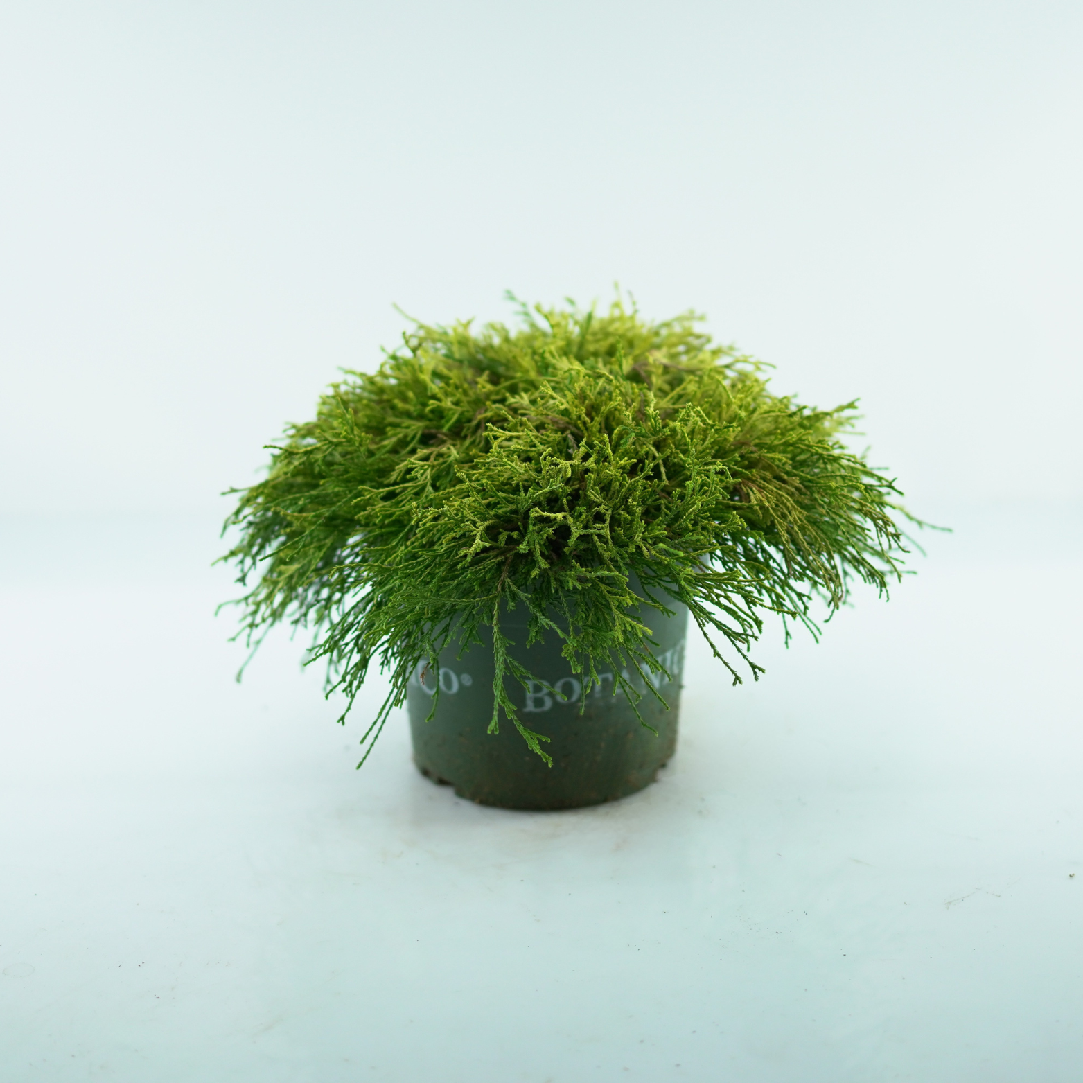 CHAMAECYPARIS PISIFERA 'GOLDEN MOP' Cyprysik