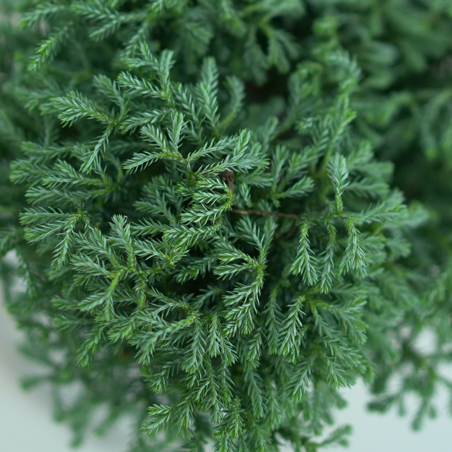 CHAMAECYPARIS PISIFERA 'Minta' Cyprysik
