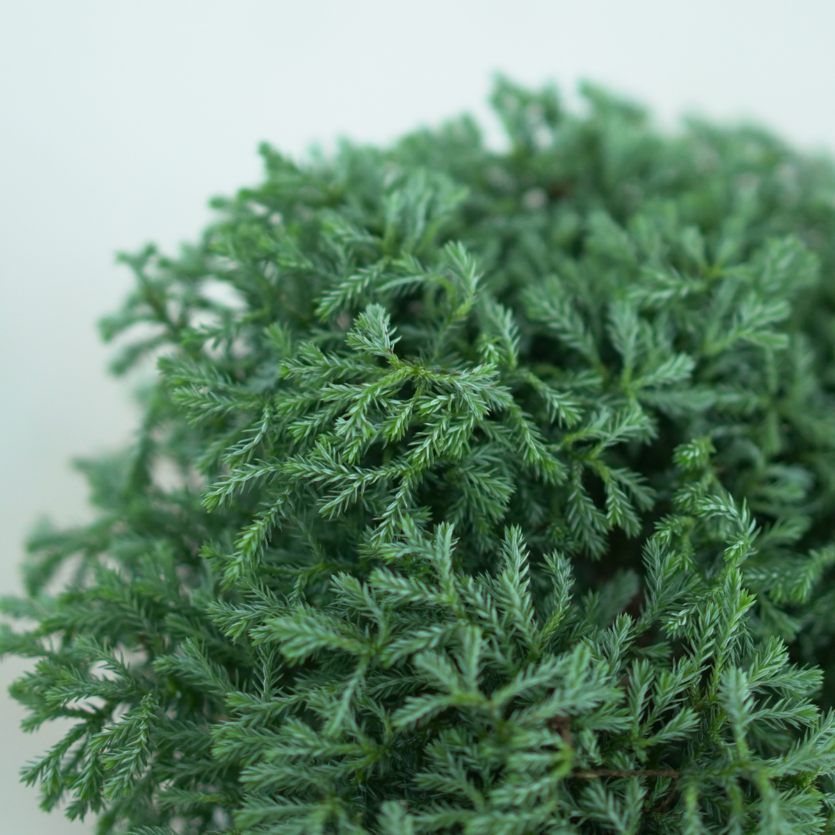 CHAMAECYPARIS PISIFERA 'Minta' Cyprysik