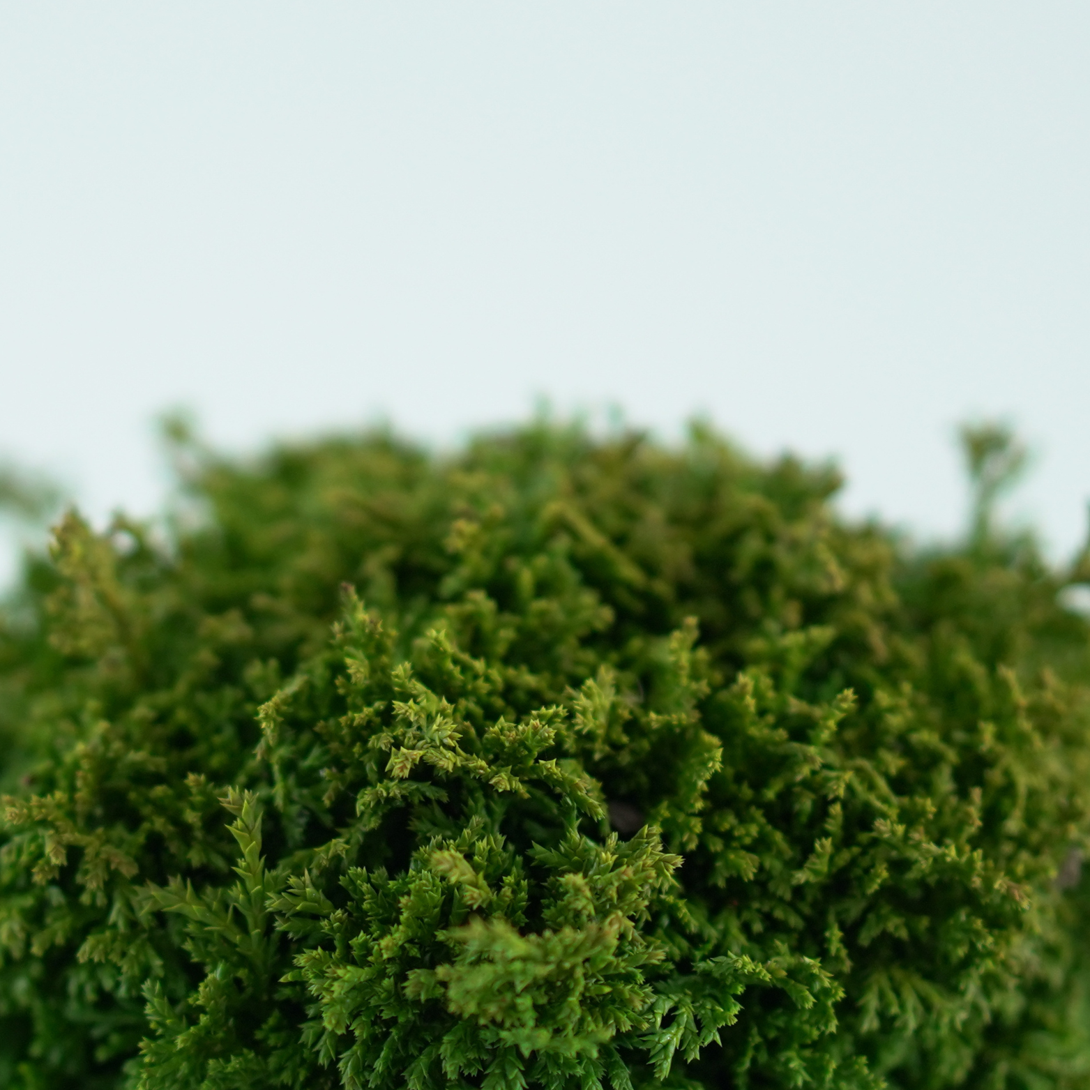 CHAMAECYPARIS PISIFERA 'TSUKOMO' Cyprysik