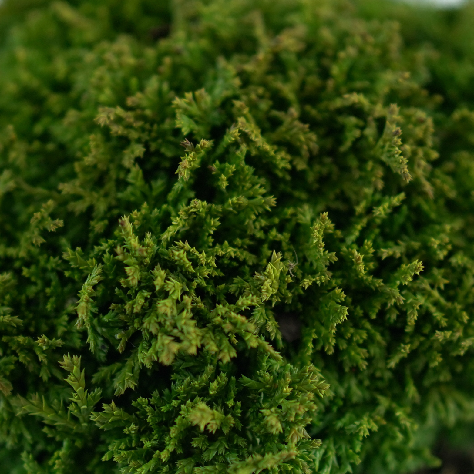CHAMAECYPARIS PISIFERA 'TSUKuMO' Cyprysik