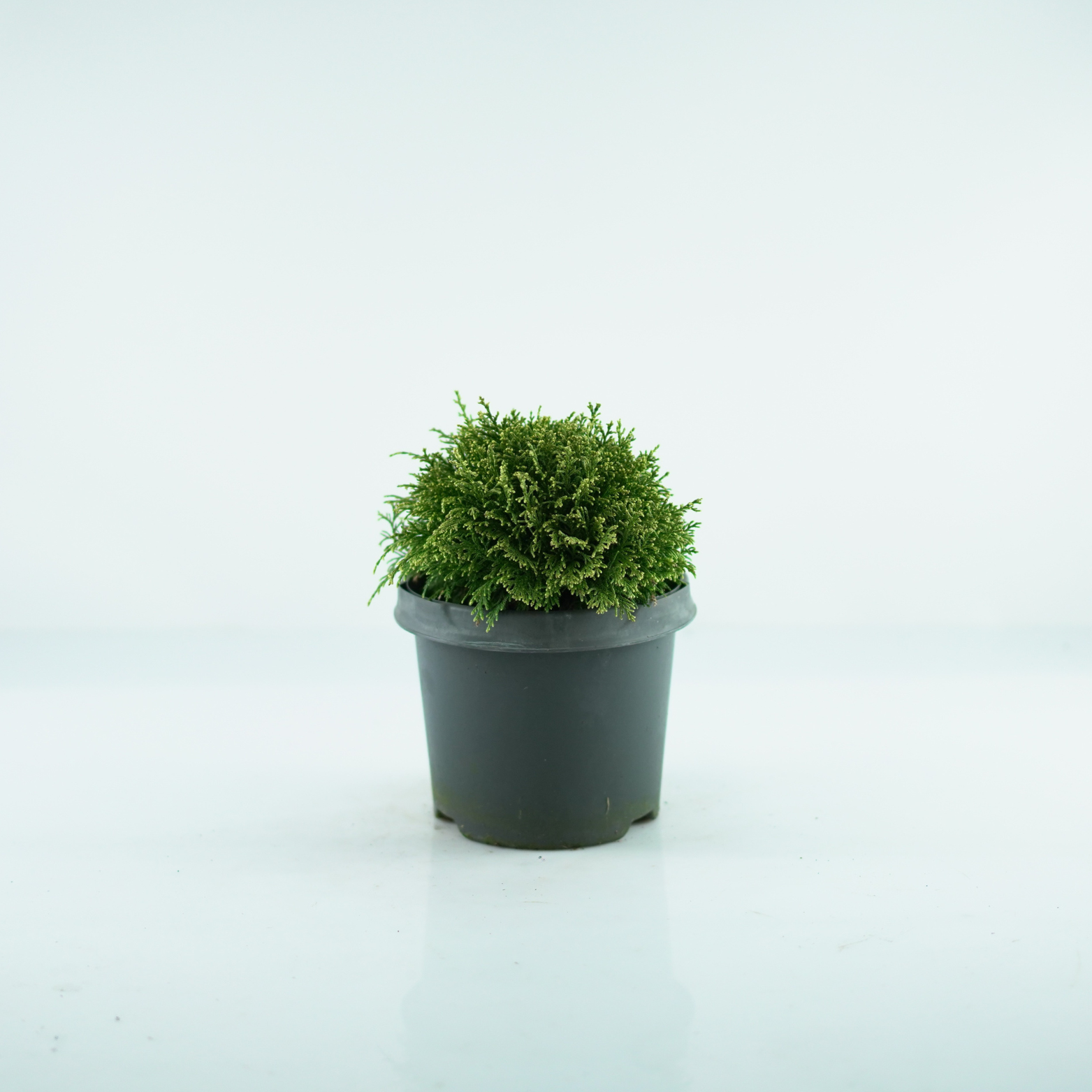 CHAMAECYPARIS PISIFERA 'WHITE PYGMY' Cyprysik