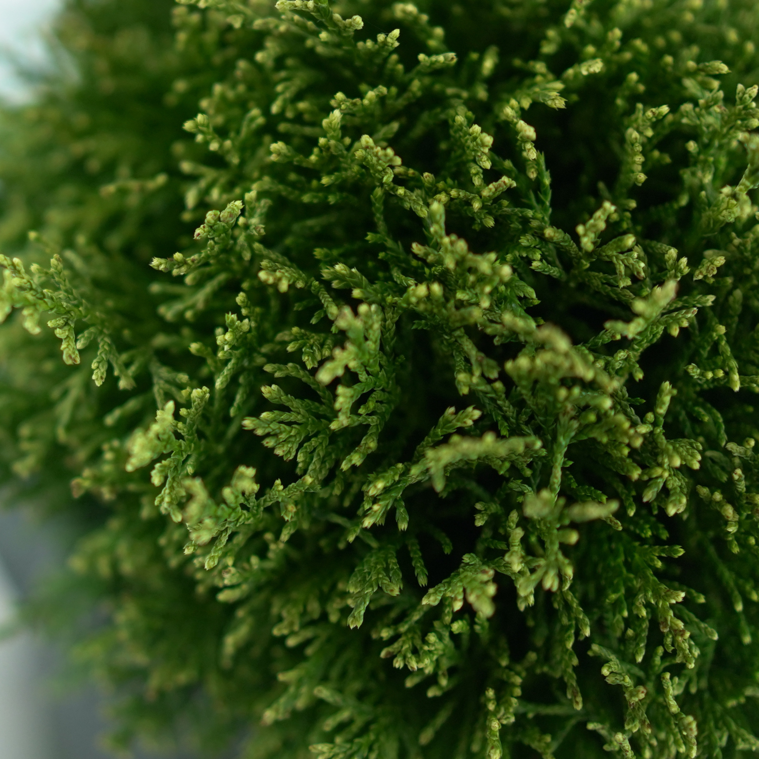 CHAMAECYPARIS PISIFERA 'WHITE PYGMY' Cyprysik