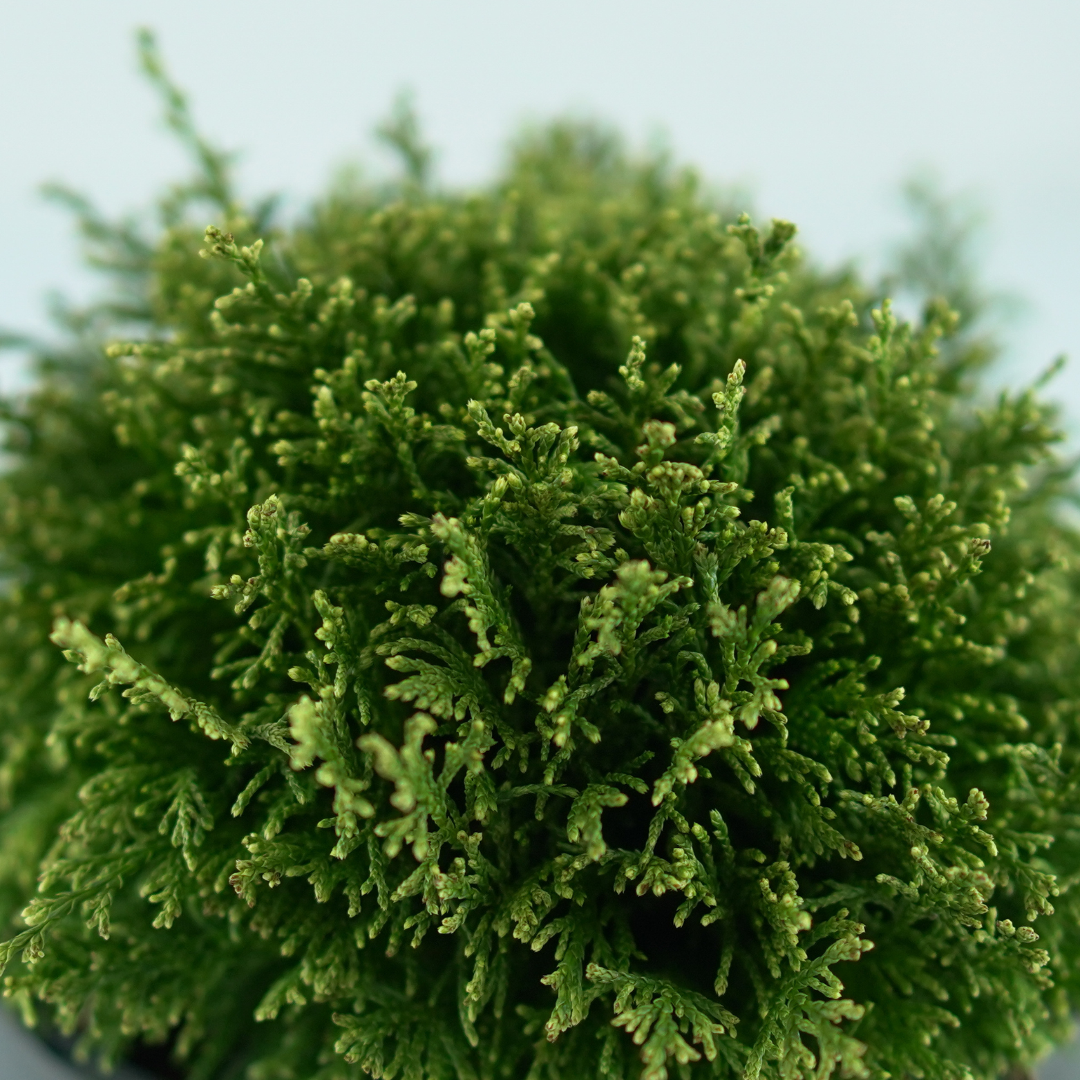 CHAMAECYPARIS PISIFERA 'WHITE PYGMY' Cyprysik