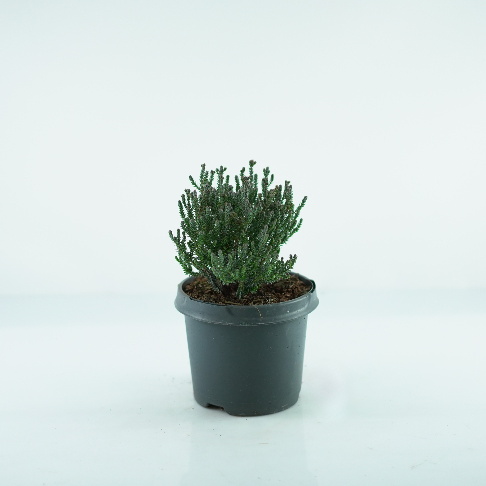 CHAMAECYPARIS THYOIDES 'BLUE ROCK' Cyprysik