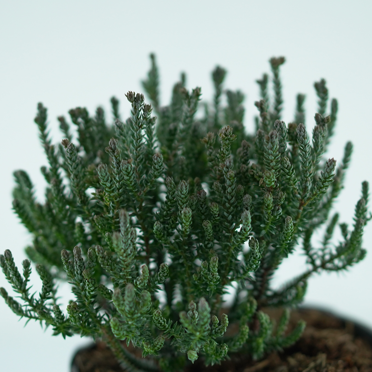 CHAMAECYPARIS THYOIDES 'BLUE ROCK' Cyprysik