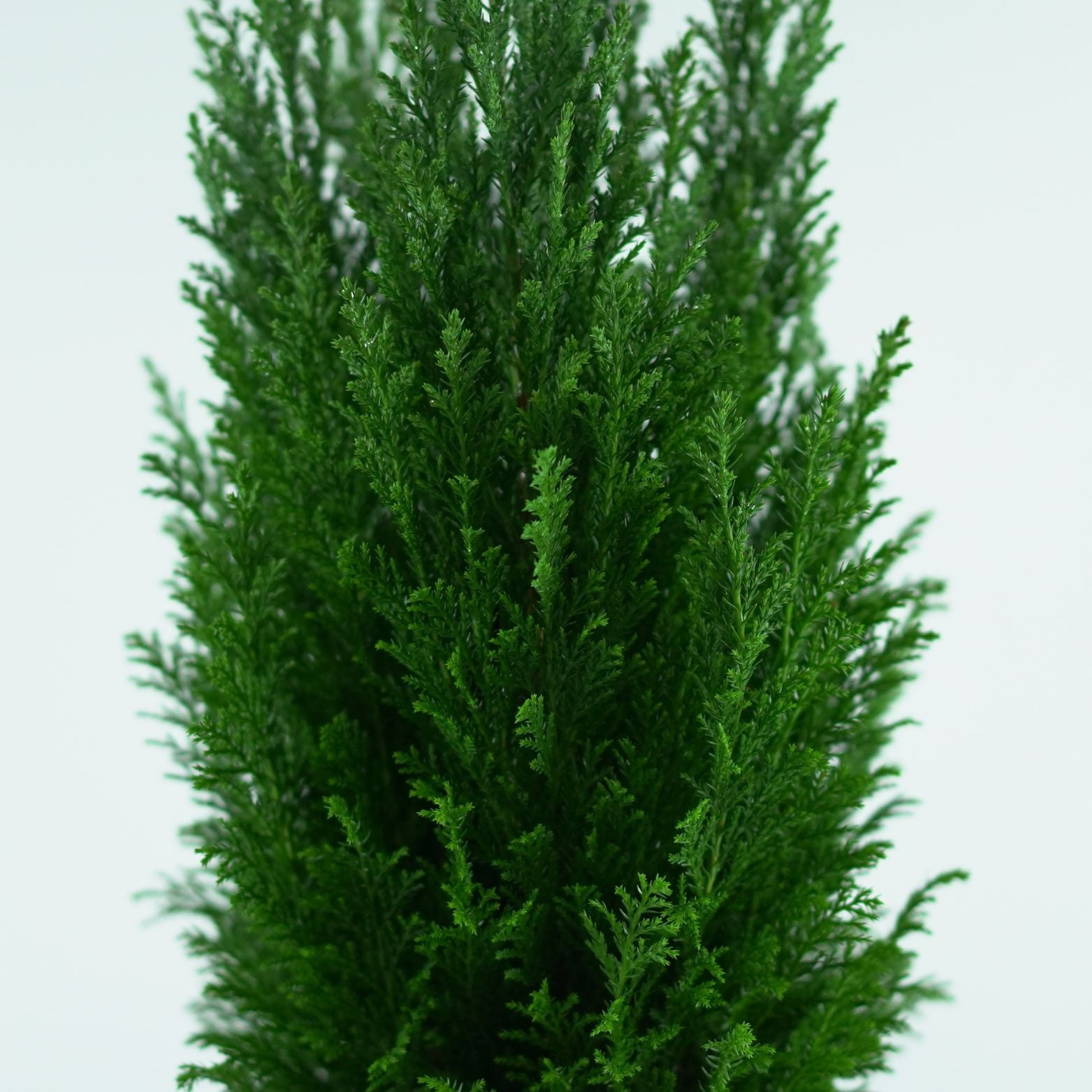 Hortorus