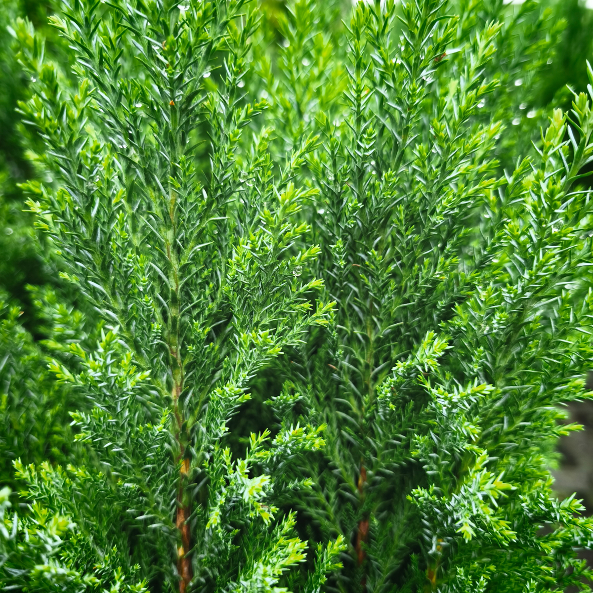 CHAMAECYPARIS LAWSONIANA ‘Ellwoodii’ Cyprysik Lawsona