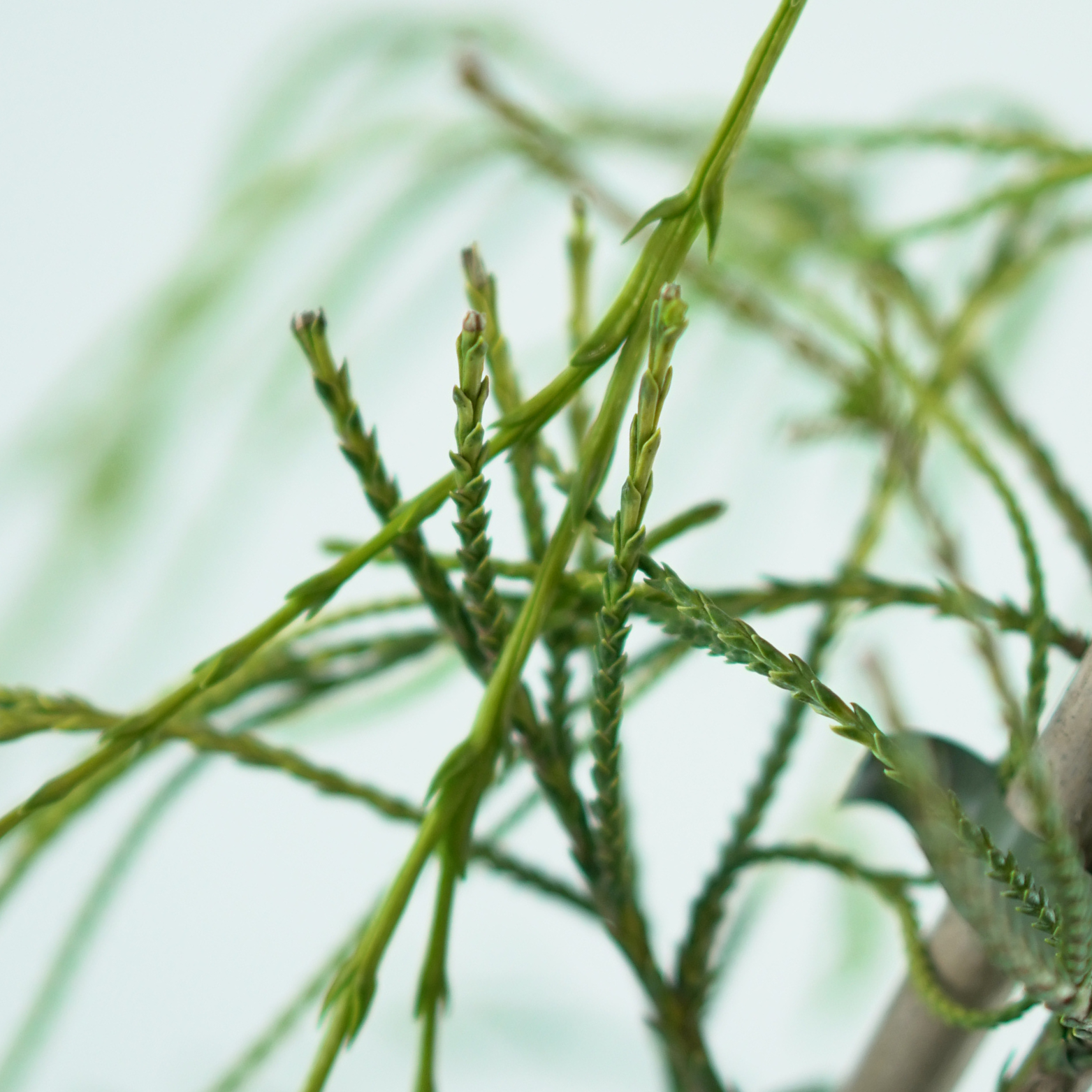 CHAMAECYPARIS LAWSONIANA 'GOLDEN SPRINKLERS' Cyprysik Lawsona