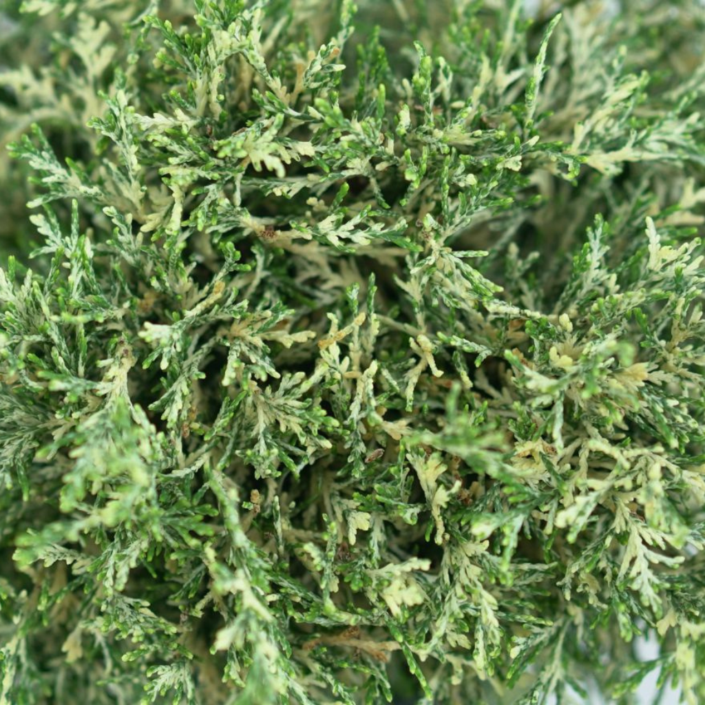 CHAMAECYPARIS LAWSONIANA 'PEARLY SWIRLS' Cyprysik Lawsona