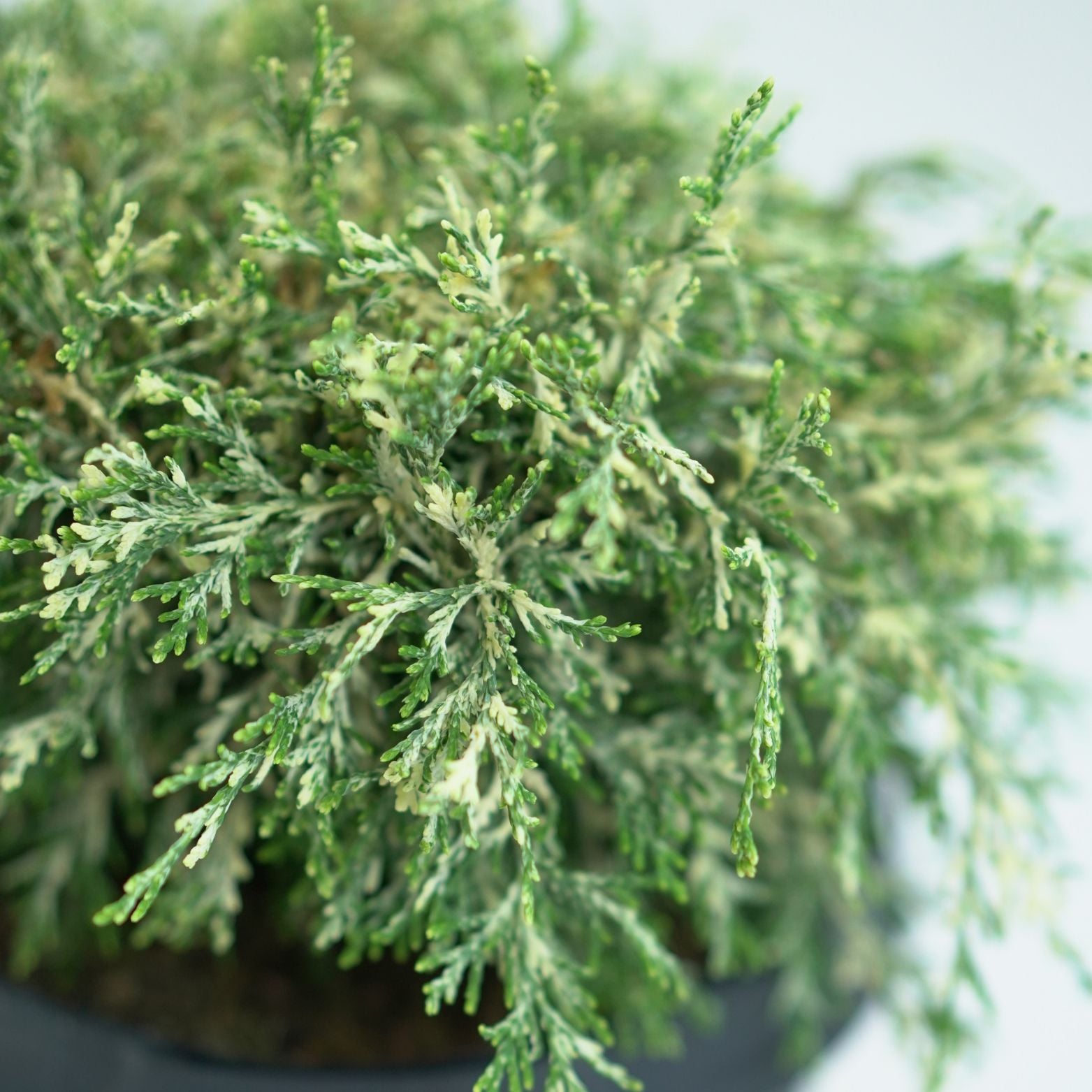 CHAMAECYPARIS LAWSONIANA 'PEARLY SWIRLS' Cyprysik Lawsona