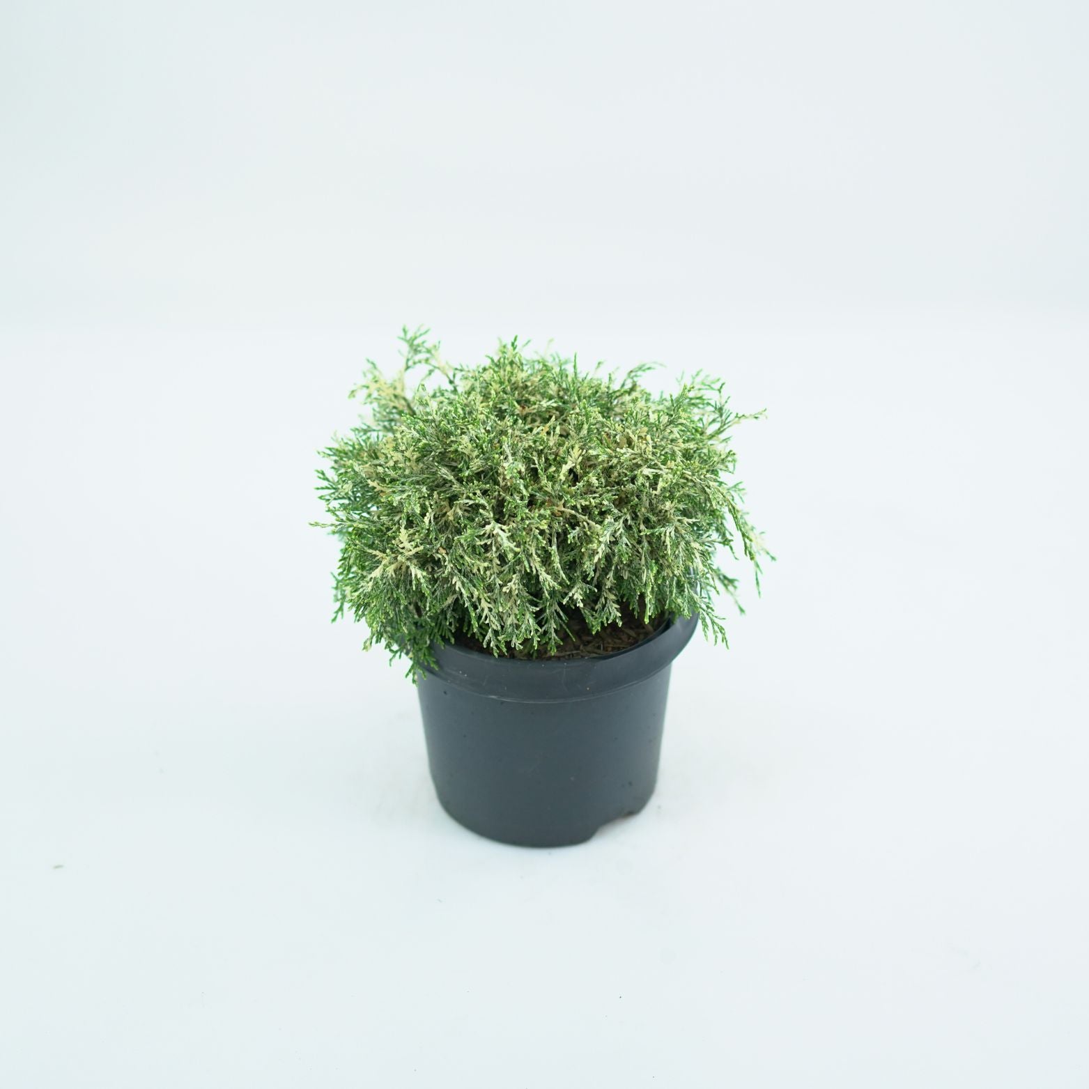 CHAMAECYPARIS LAWSONIANA 'PEARLY SWIRLS' Cyprysik Lawsona
