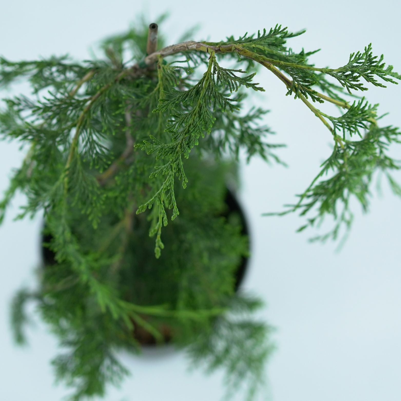 CHAMAECYPARIS LAWSONIANA 'PENDULA' Cyprysik Lawsona