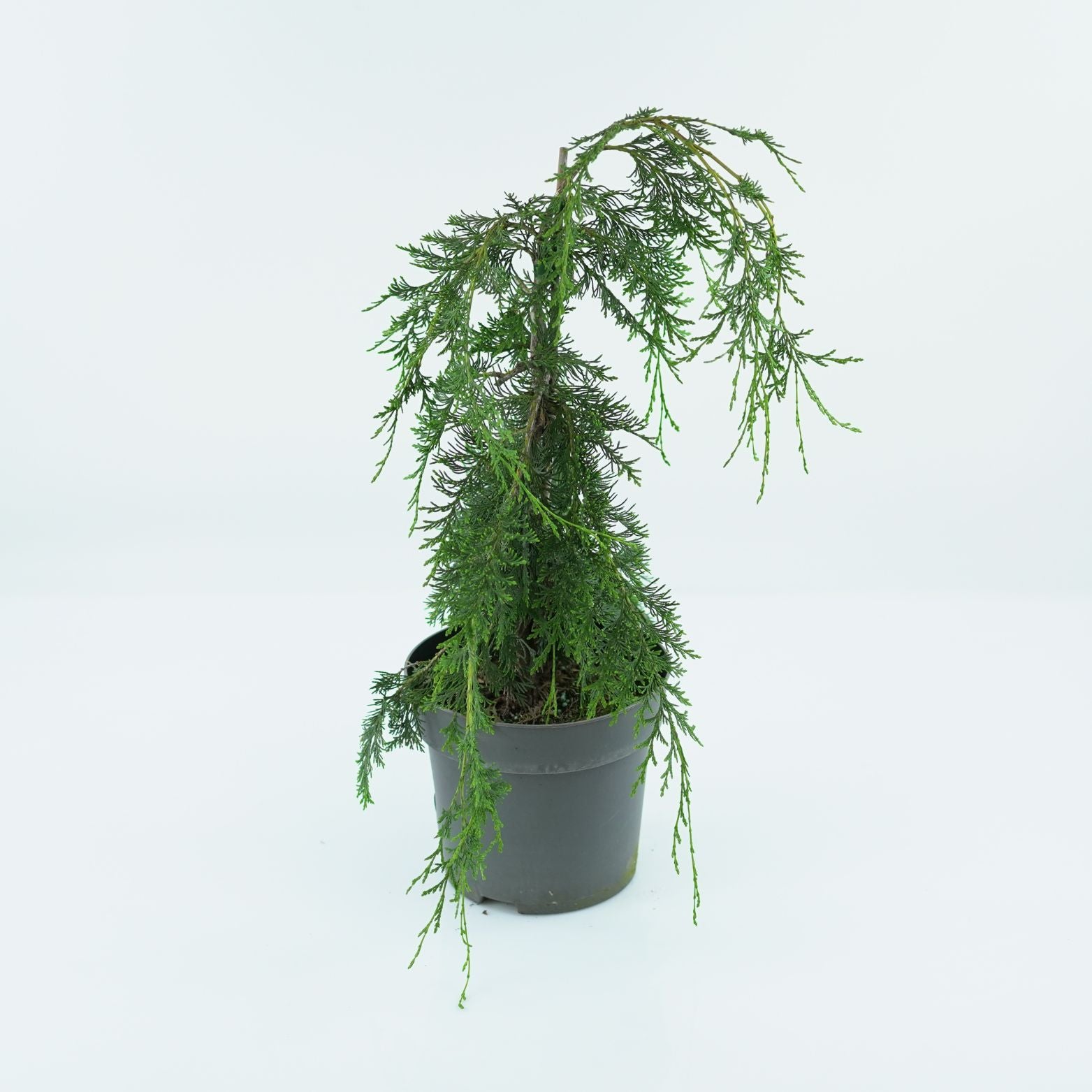 CHAMAECYPARIS LAWSONIANA 'PENDULA' Cyprysik Lawsona