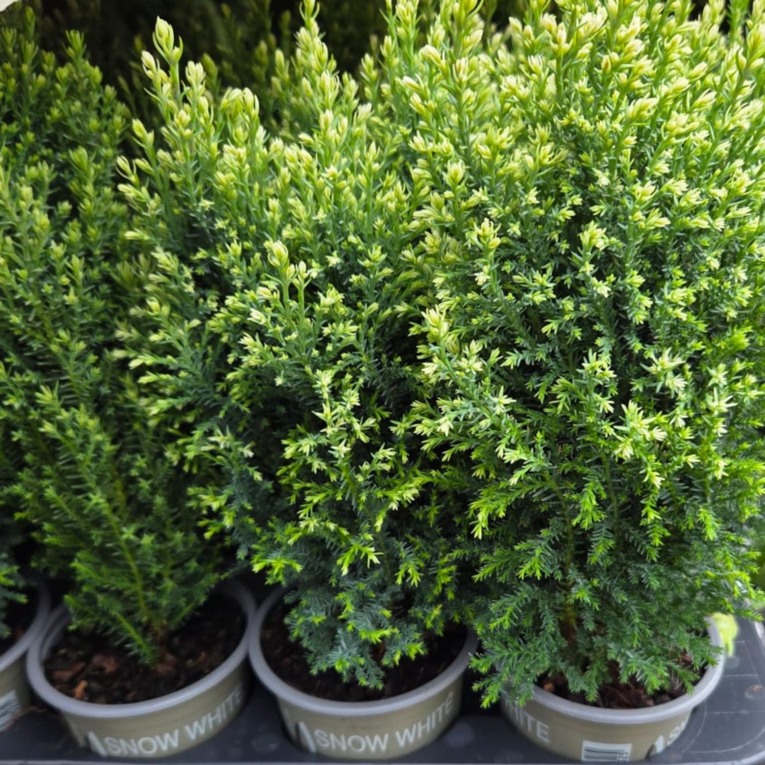CHAMAECYPARIS LAWSONIANA 'SNOW WHITE' Cyprysik Lawsona