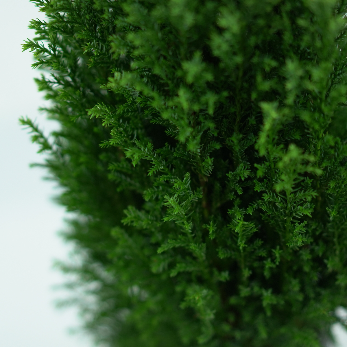 CHAMAECYPARIS LAWSONIANA 'SNOW WHITE' Cyprysik Lawsona
