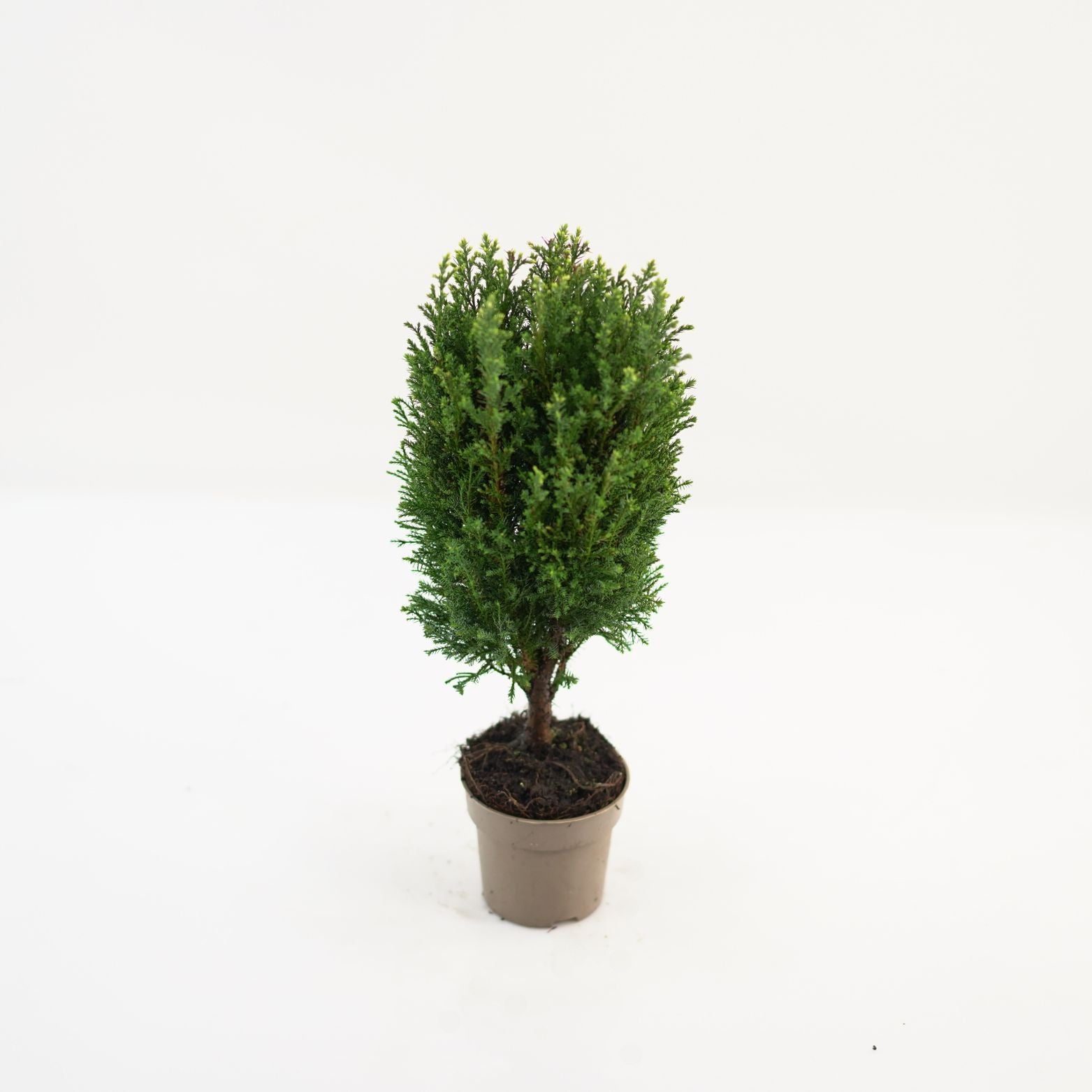 CHAMAECYPARIS LAWSONIANA 'SNOW WHITE' Cyprysik Lawsona