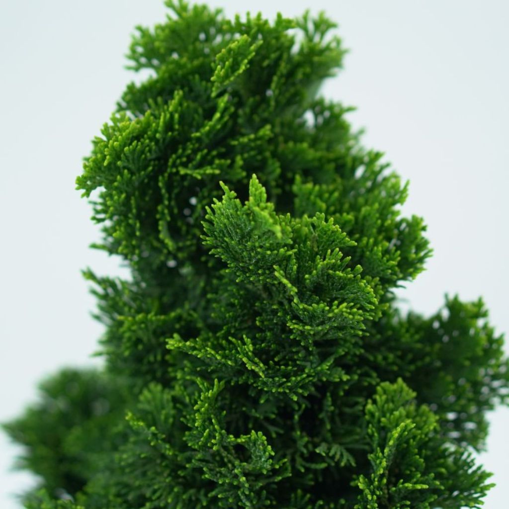 CHAMAECYPARIS OBTUSA 'AURORA' Cyprysik