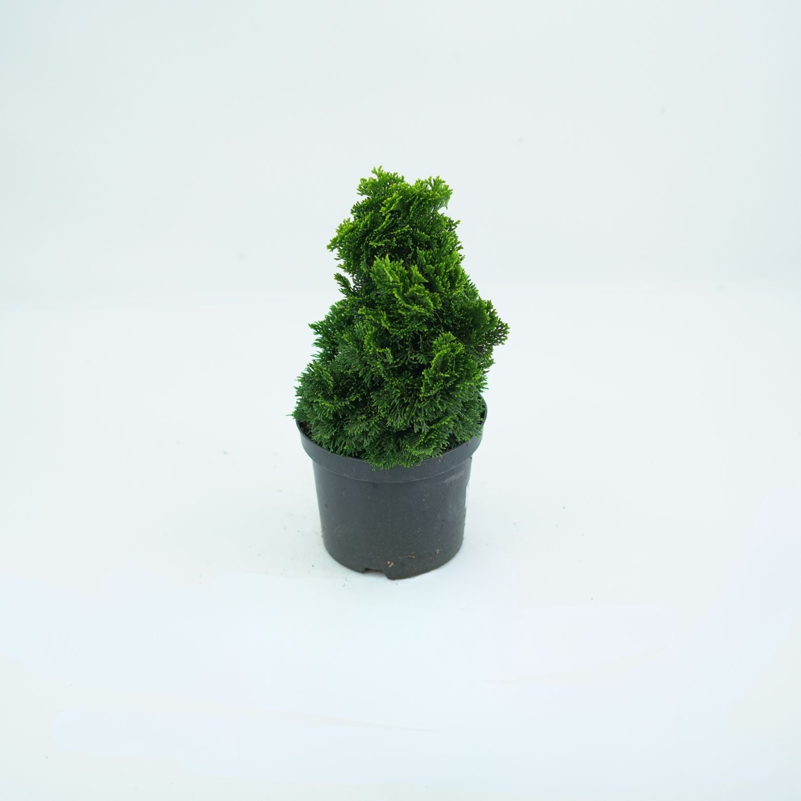 CHAMAECYPARIS OBTUSA 'AURORA' Cyprysik
