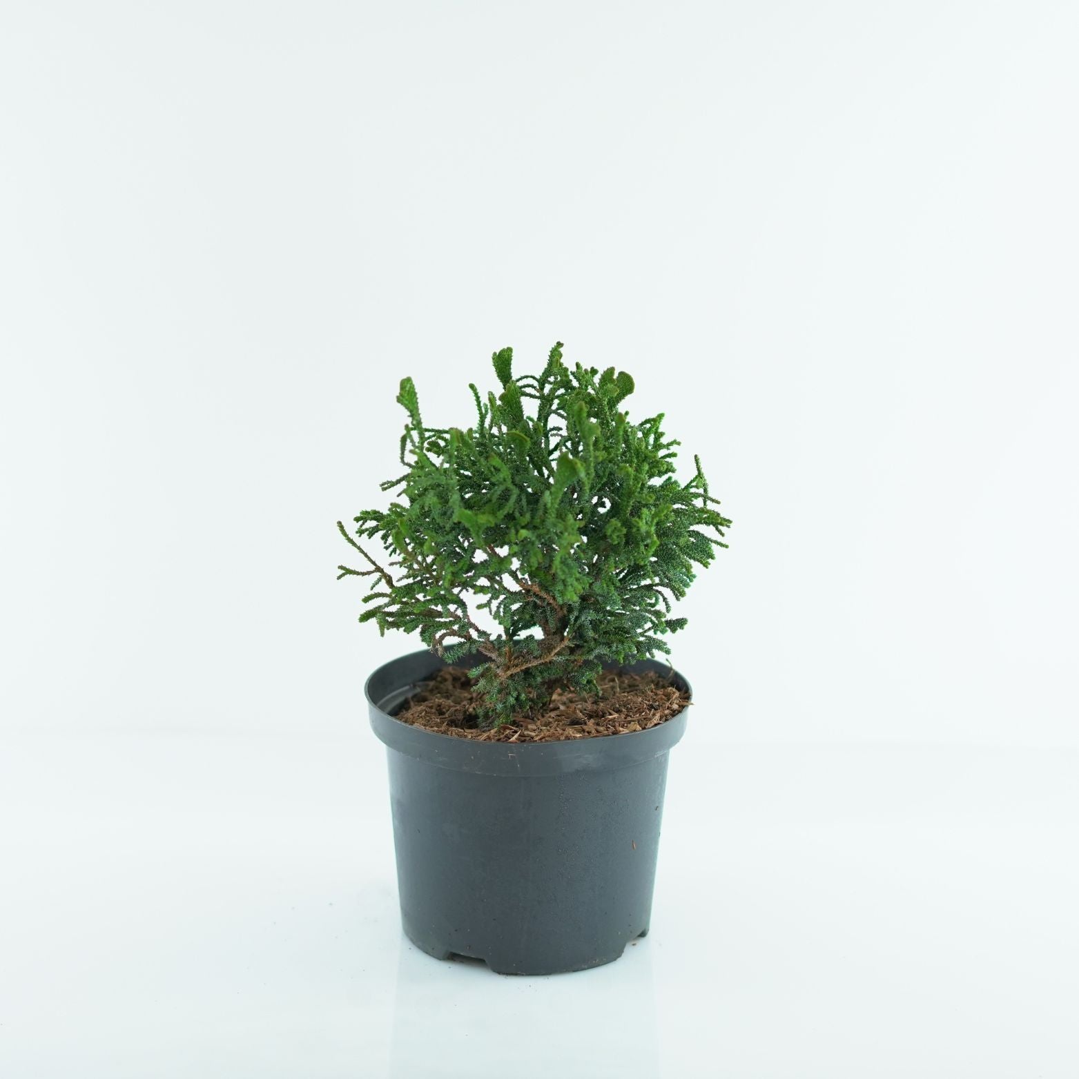 CHAMAECYPARIS OBTUSA 'Brigitte' Cyprysik