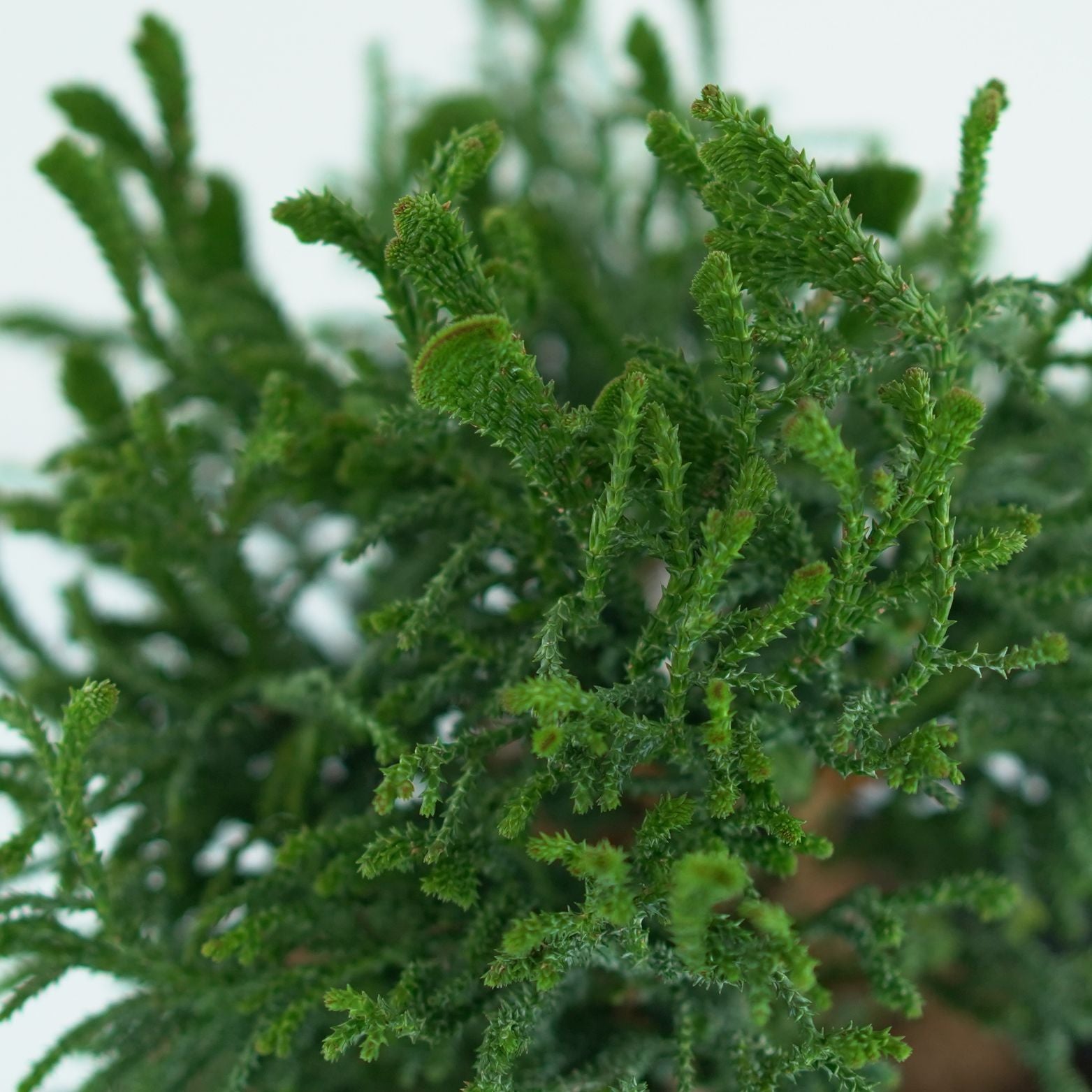 CHAMAECYPARIS OBTUSA 'Brigitte' Cyprysik