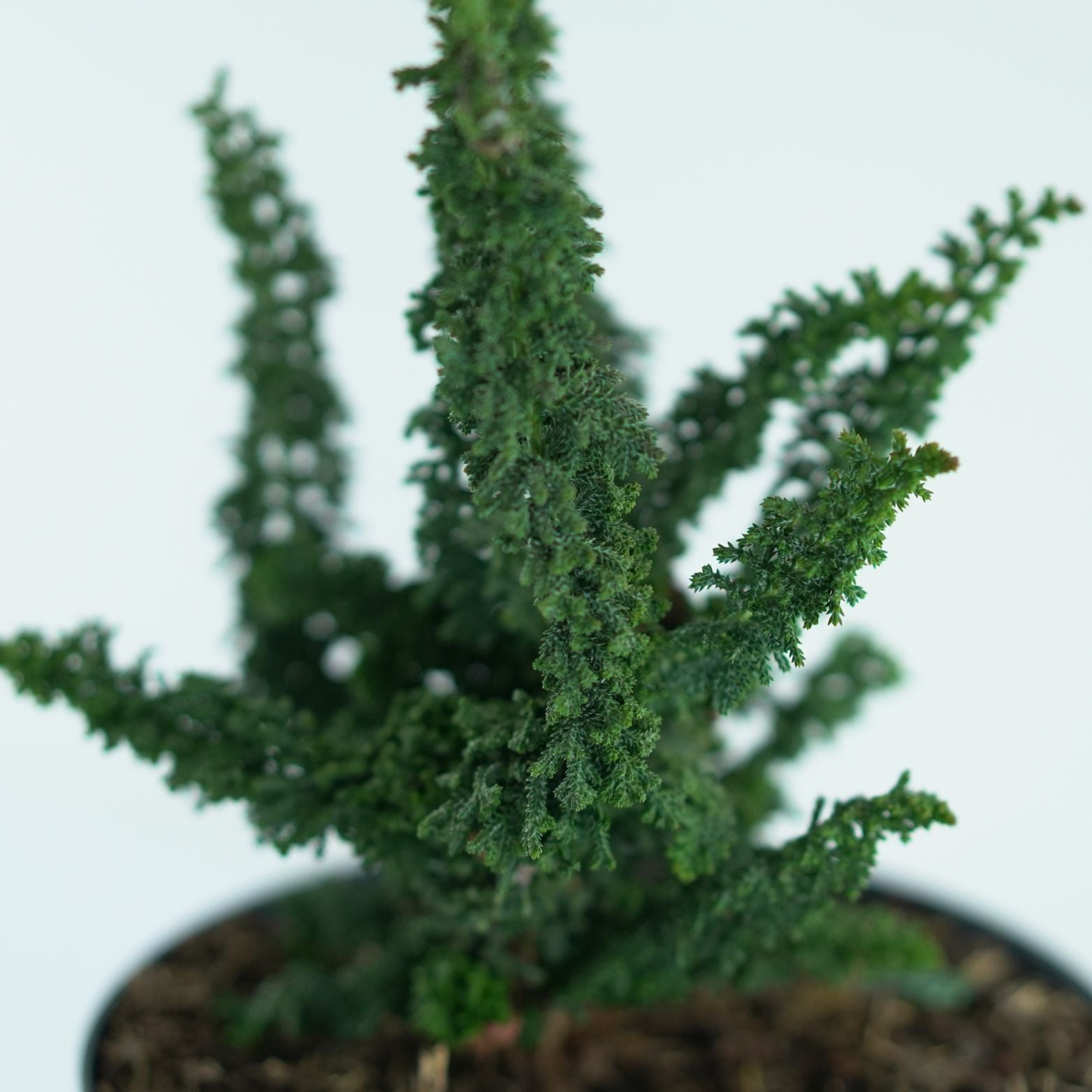CHAMAECYPARIS OBTUSA 'CHIRIMEN' Cyprysik