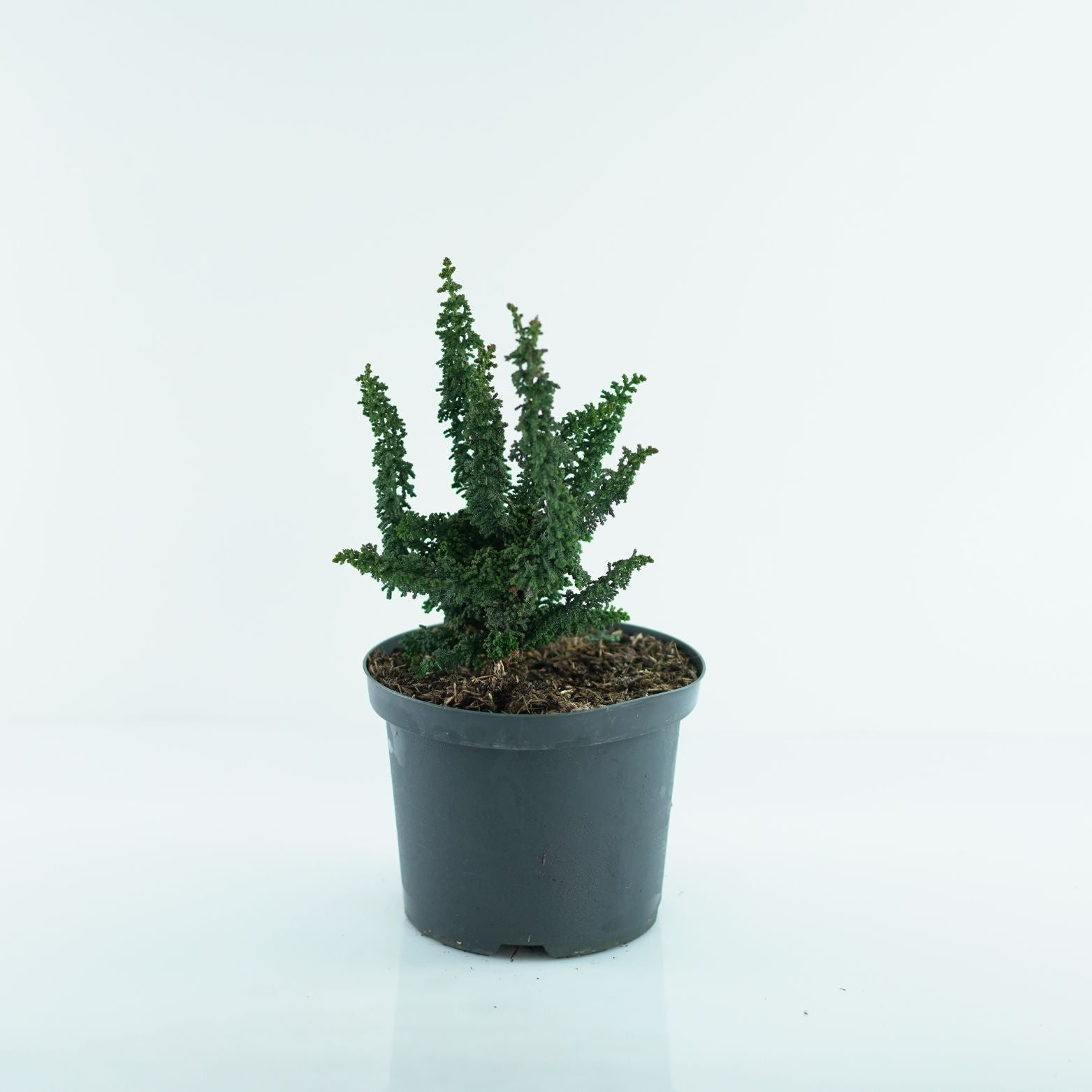 CHAMAECYPARIS OBTUSA 'CHIRIMEN' Cyprysik