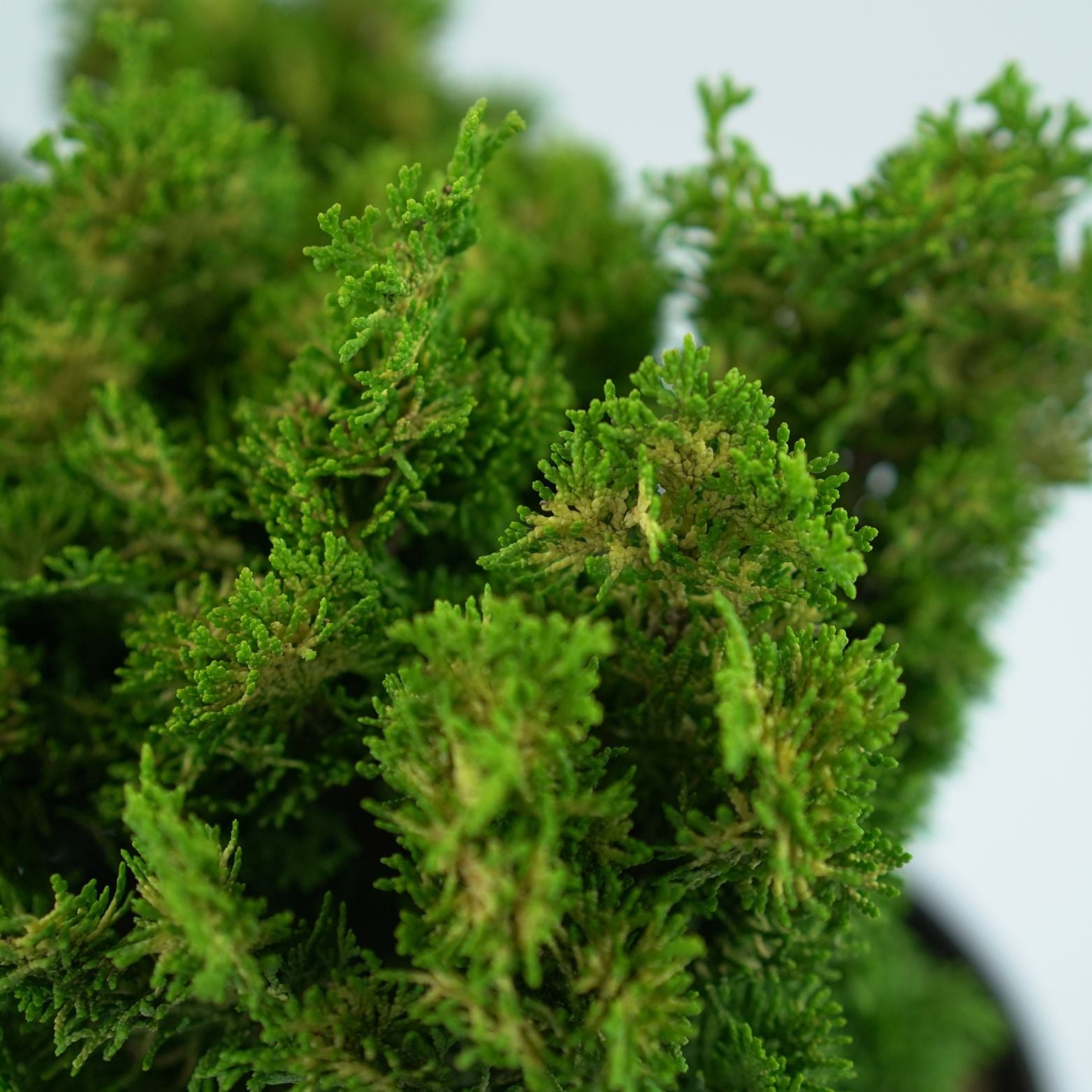 CHAMAECYPARIS OBTUSA 'MEROKI TWIN' Cyprysik