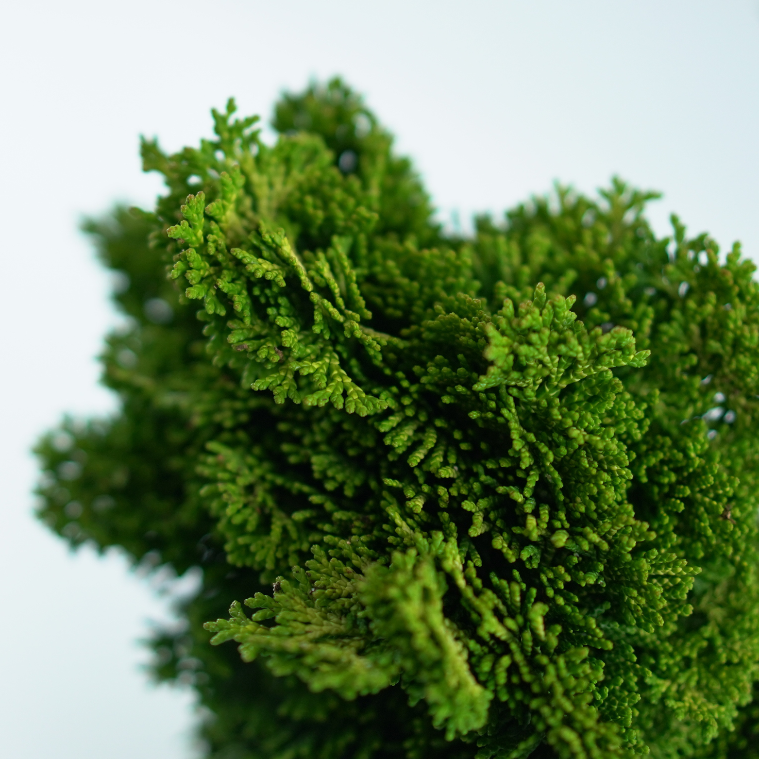 CHAMAECYPARIS OBTUSA 'NANA AUREA' Cyprysik
