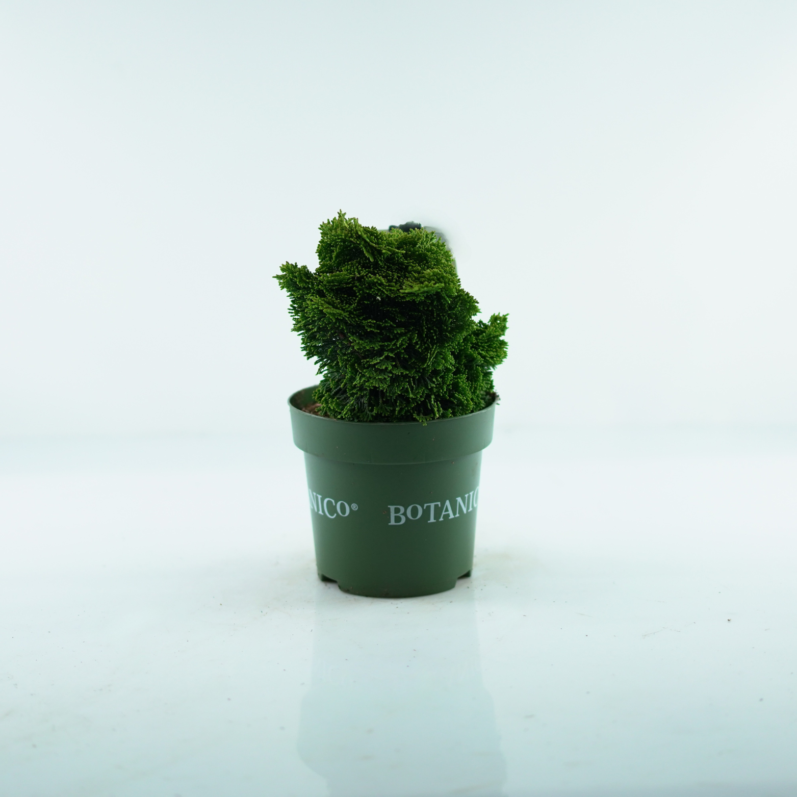 CHAMAECYPARIS OBTUSA 'NANA AUREA' Cyprysik