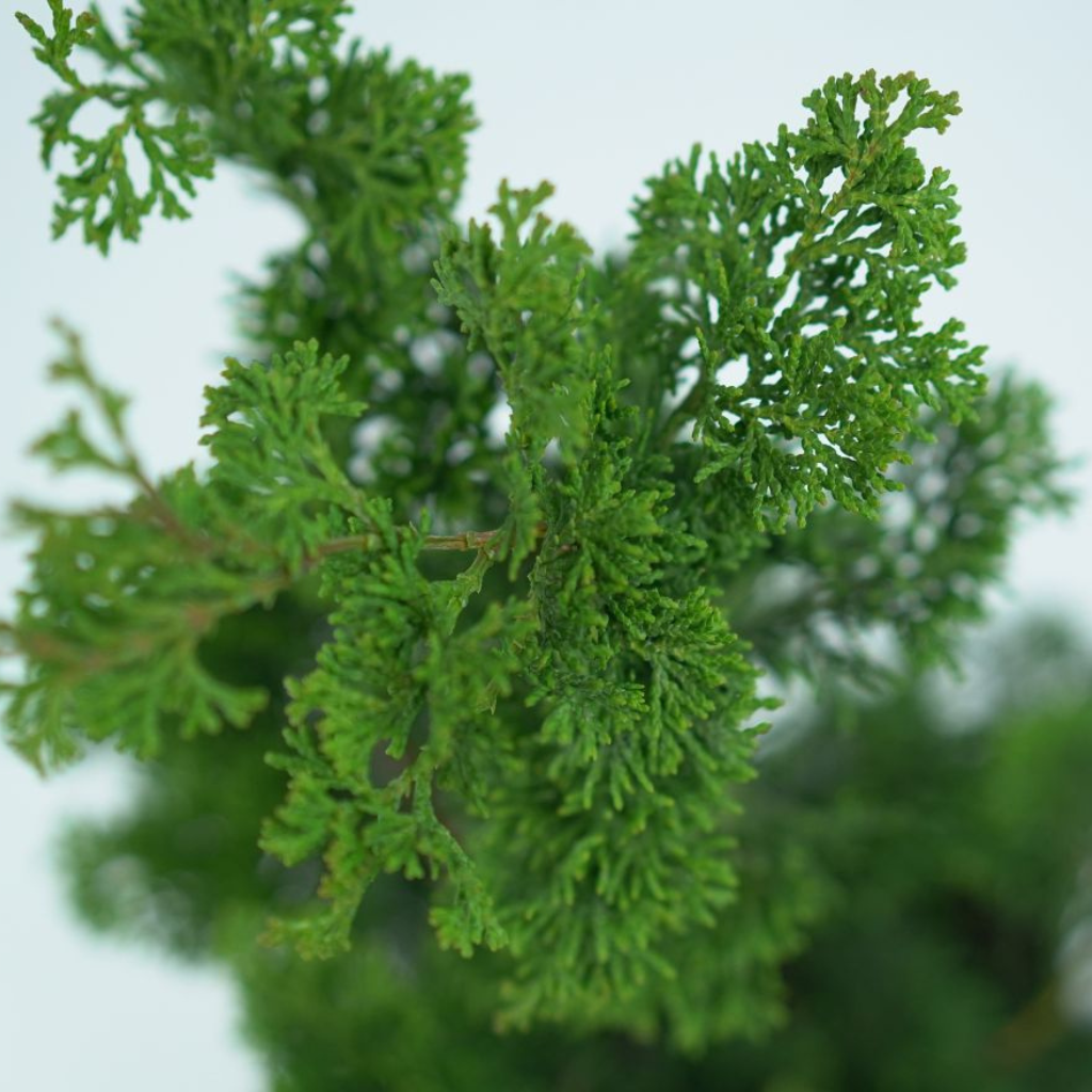 CHAMAECYPARIS OBTUSA 'OREGON CRESTED' Cyprysik