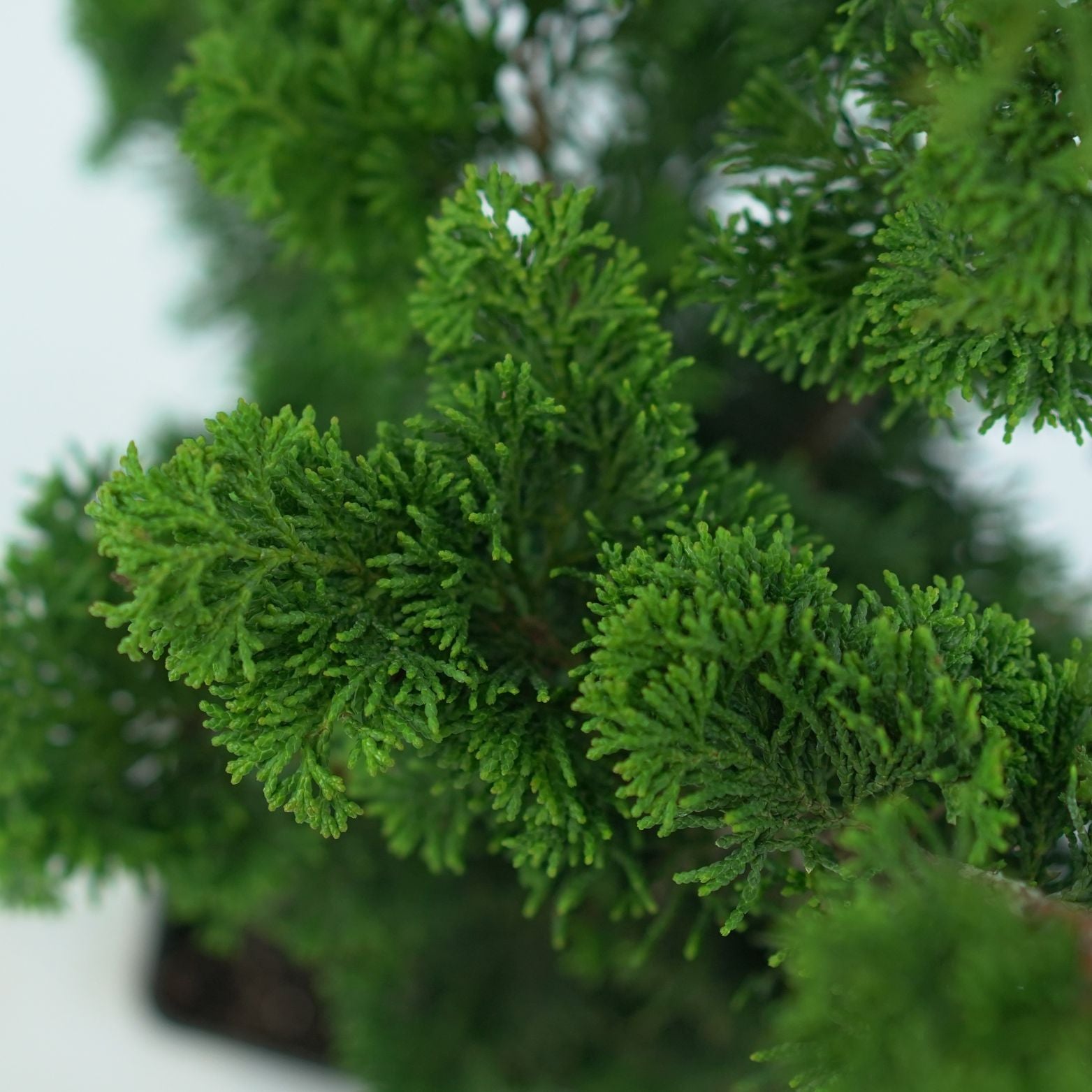 CHAMAECYPARIS OBTUSA 'OREGON CRESTED' Cyprysik