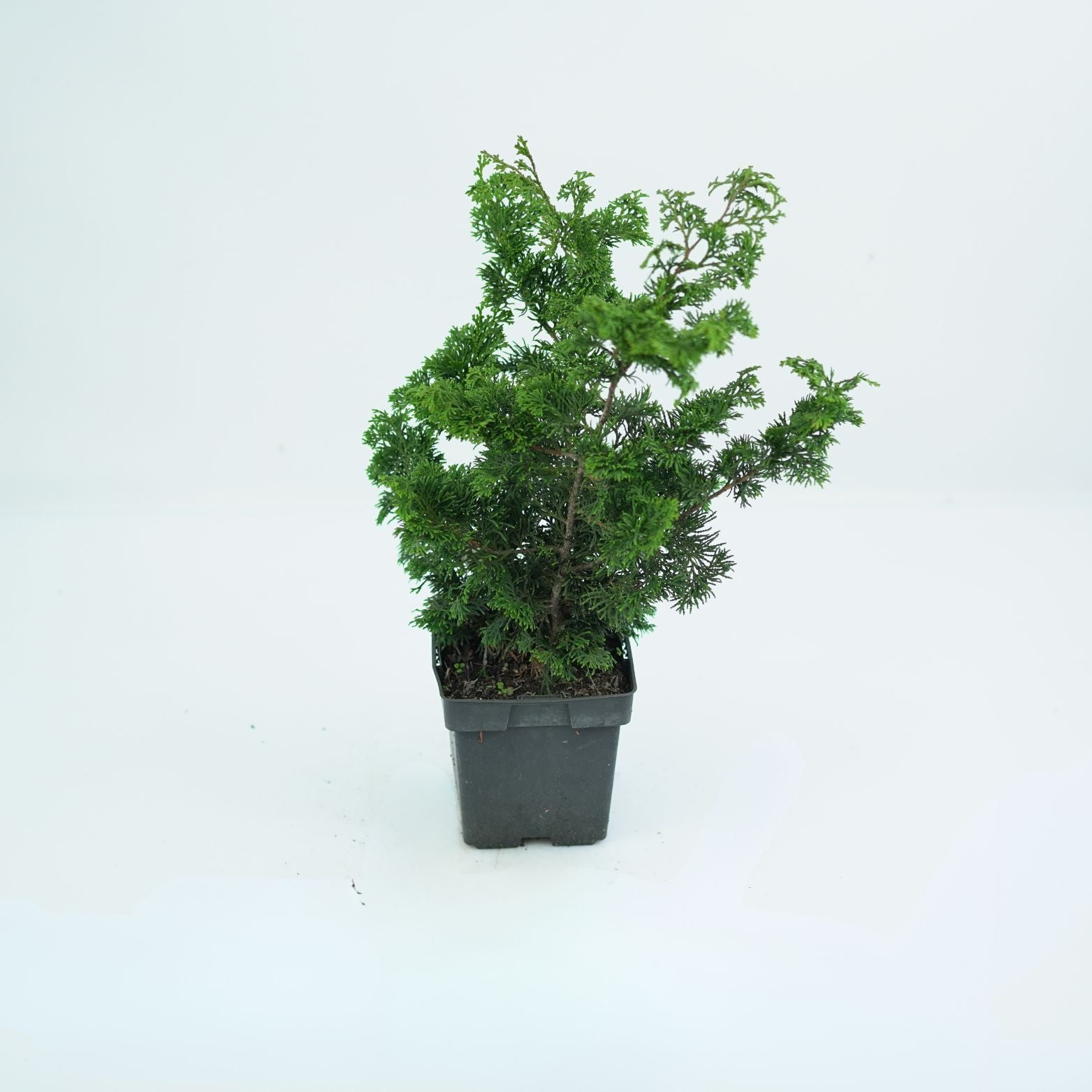 CHAMAECYPARIS OBTUSA 'OREGON CRESTED' Cyprysik