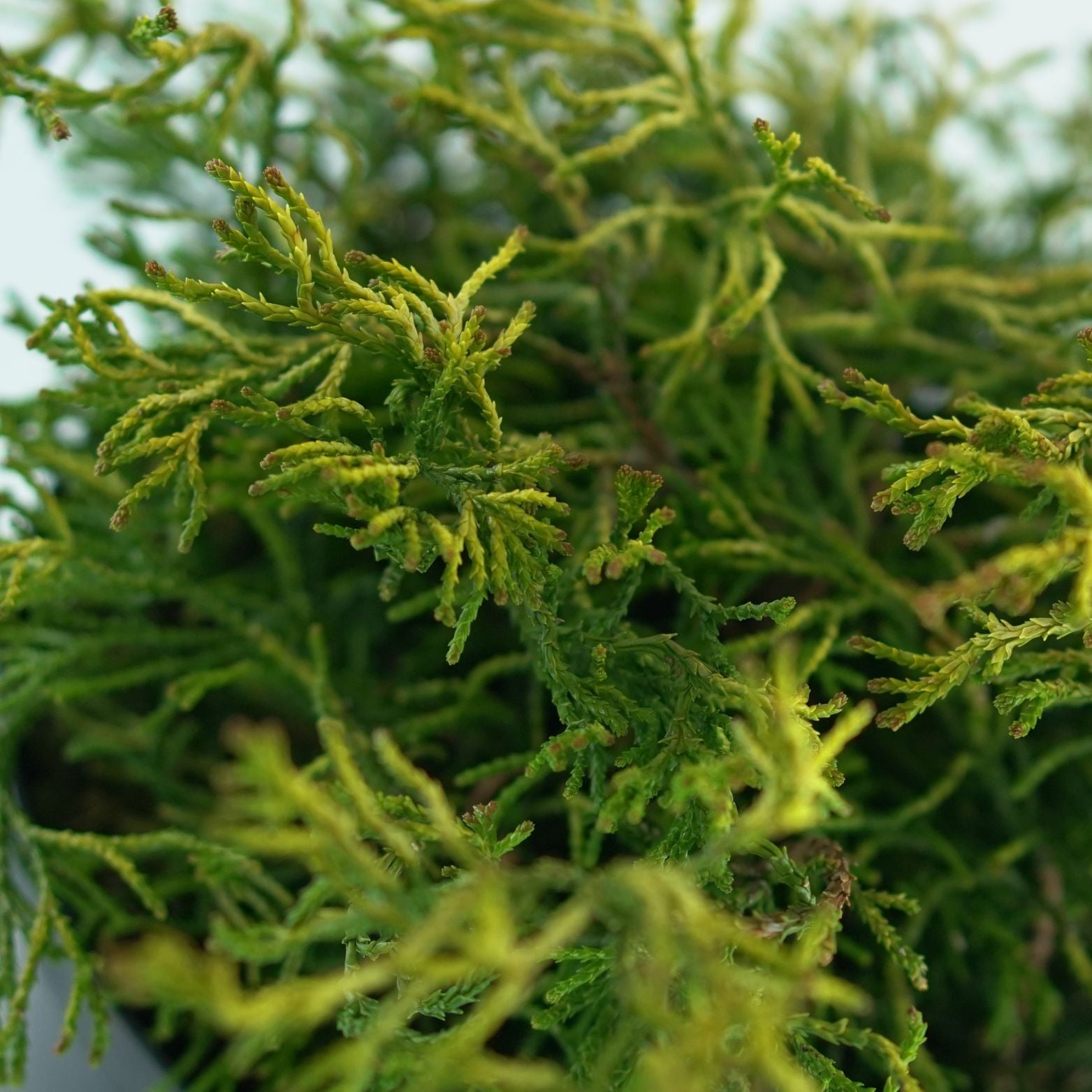 CHAMAECYPARIS OBTUSA 'TSATSUMI GOLD' Cyprysik