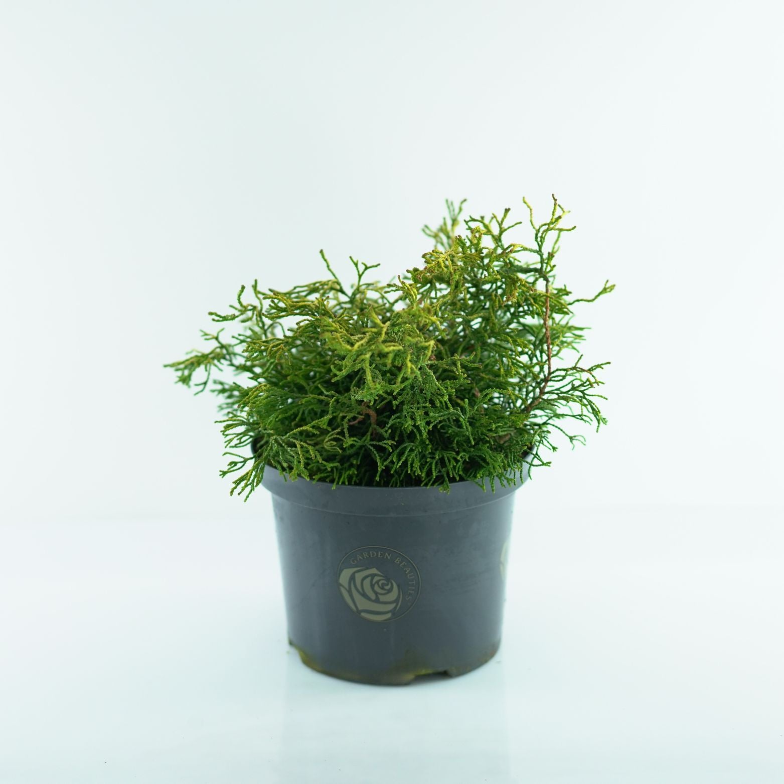 CHAMAECYPARIS OBTUSA 'TSATSUMI GOLD' Cyprysik